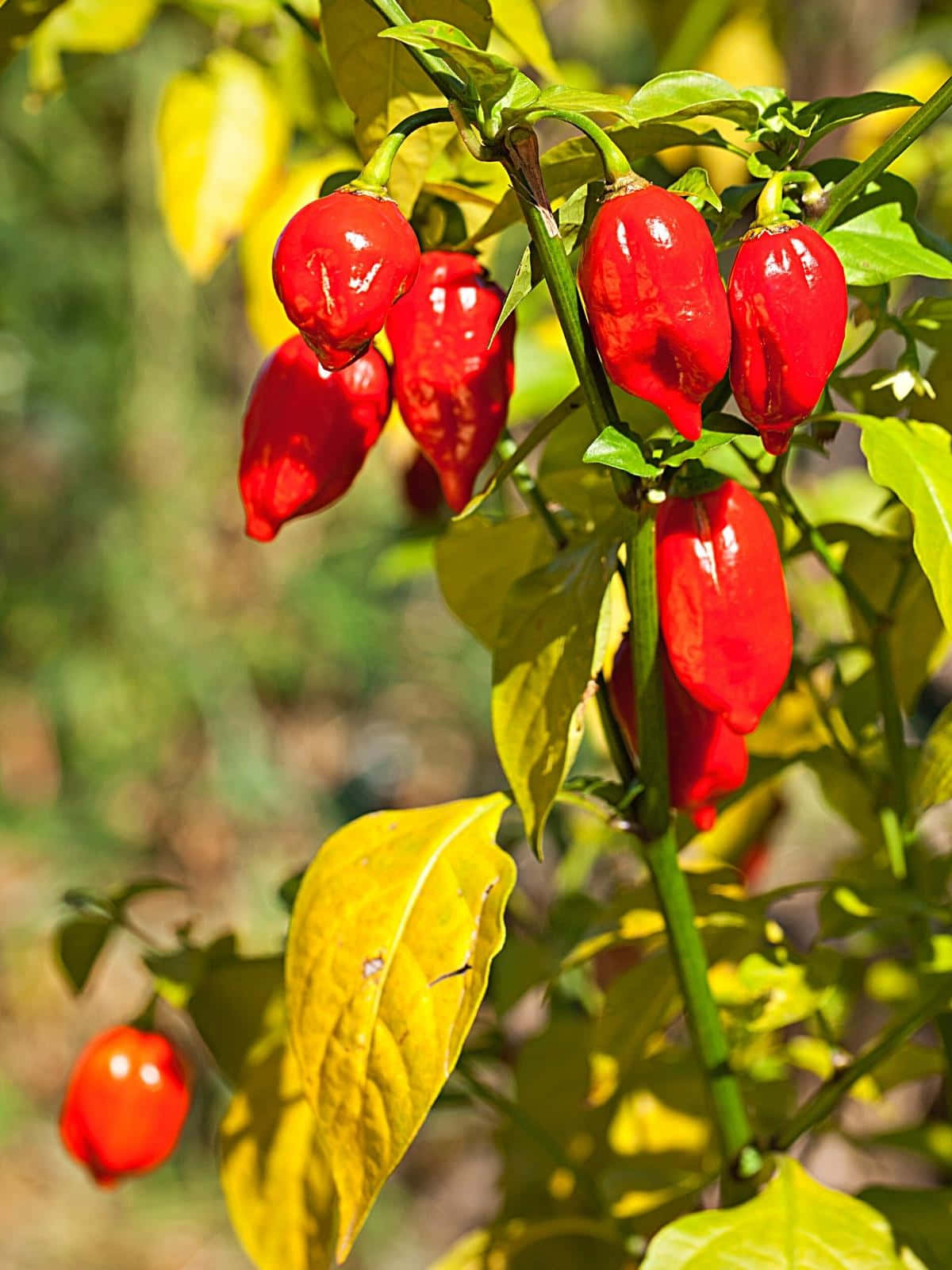 Ghost Pepper, vibrant red chili peppers, sunlit yellow-green leaves, HD Phone Wallpaper
