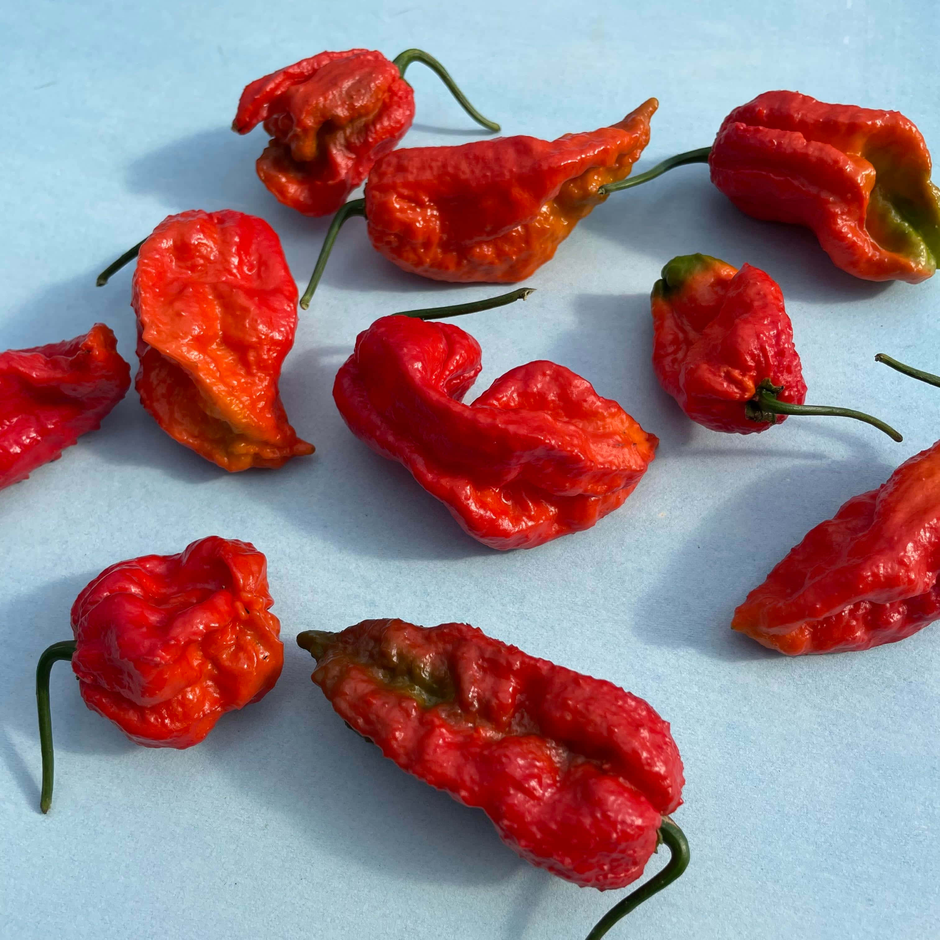 Ghost Pepper, 3024 x 3024, habanero peppers, 2K Desktop Wallpaper