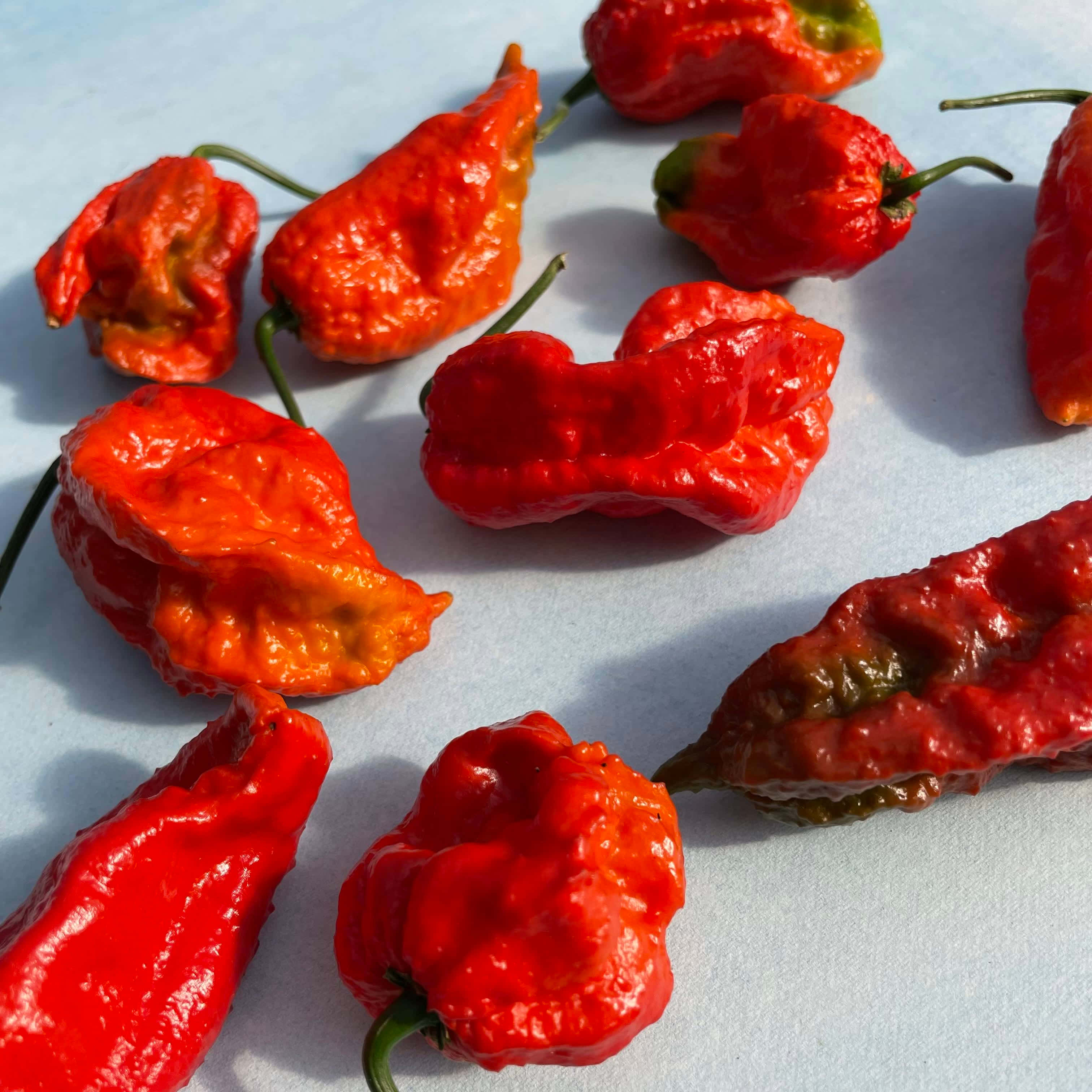 Ghost Pepper, 3024 x 3024, vivid red, 2K Desktop Wallpaper