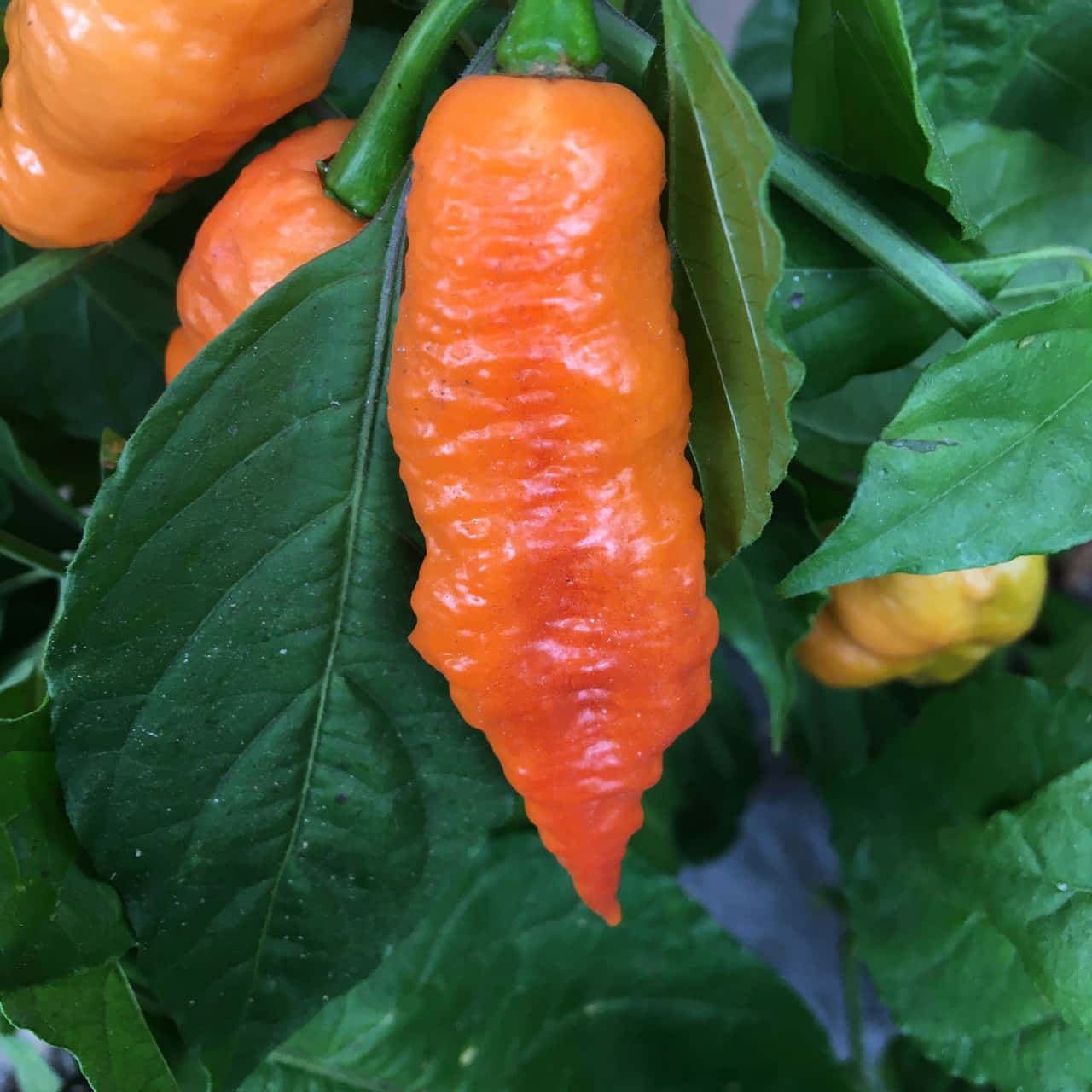 Ghost Pepper, vibrant orange, wrinkled pepper, HD Desktop Wallpaper