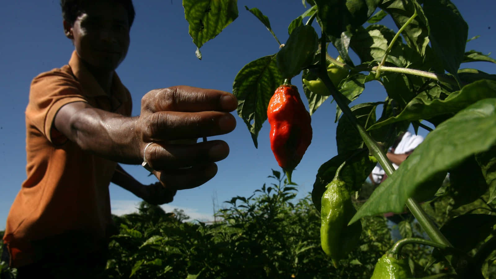 Ghost Pepper, red chili pepper, lush green leaves, HD Desktop Wallpaper