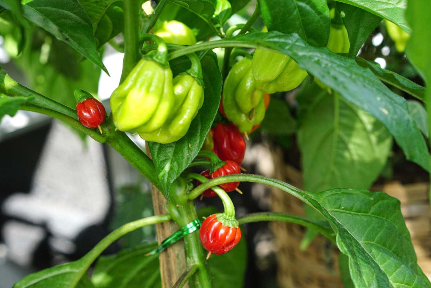 Ghost Pepper, red and green peppers, leafy plant, HD Desktop Wallpaper