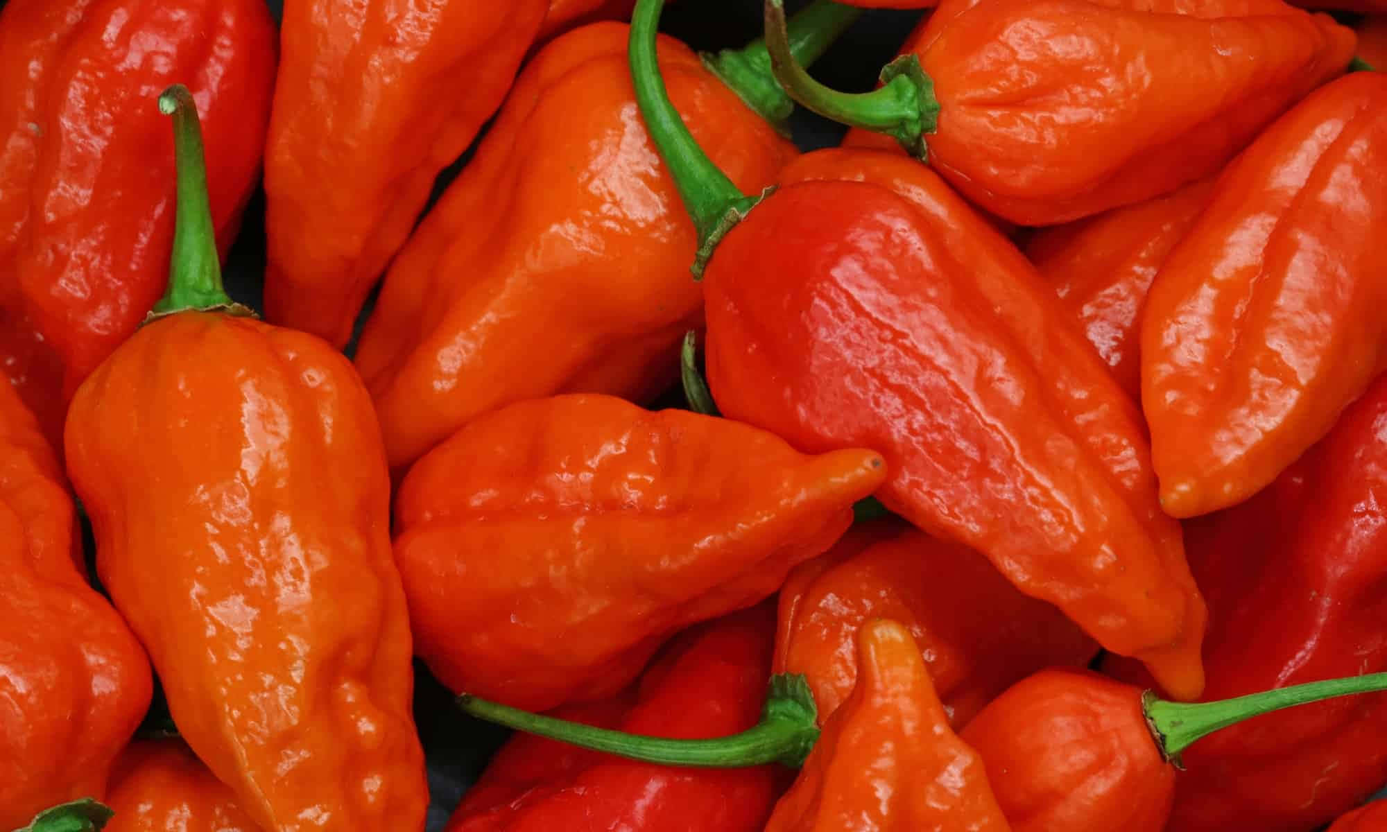 Ghost Pepper, 2000 x 1200, glossy orange, Full HD Desktop Wallpaper