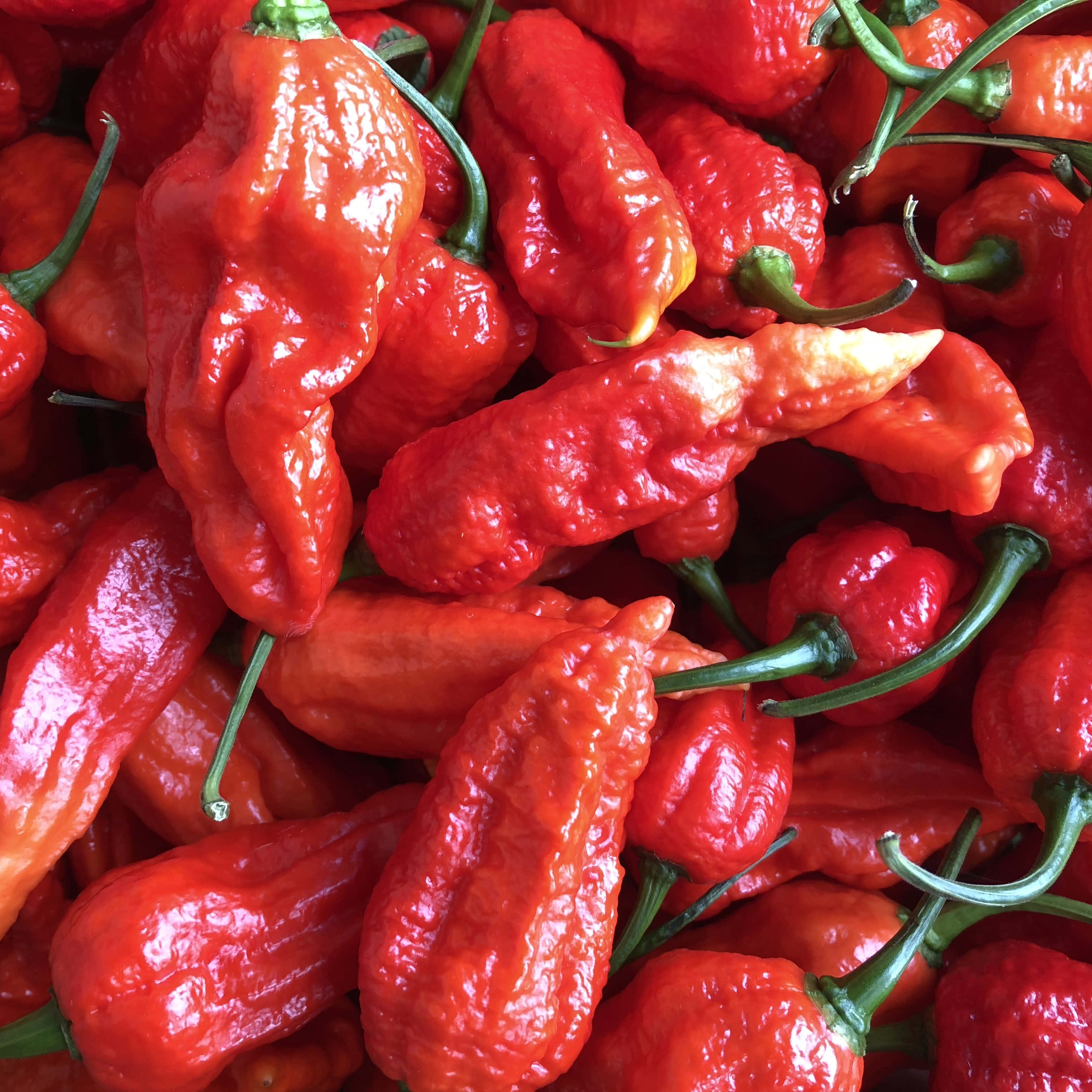 Ghost Pepper, 3024 x 3024, glossy red hot peppers, 2K Desktop Wallpaper