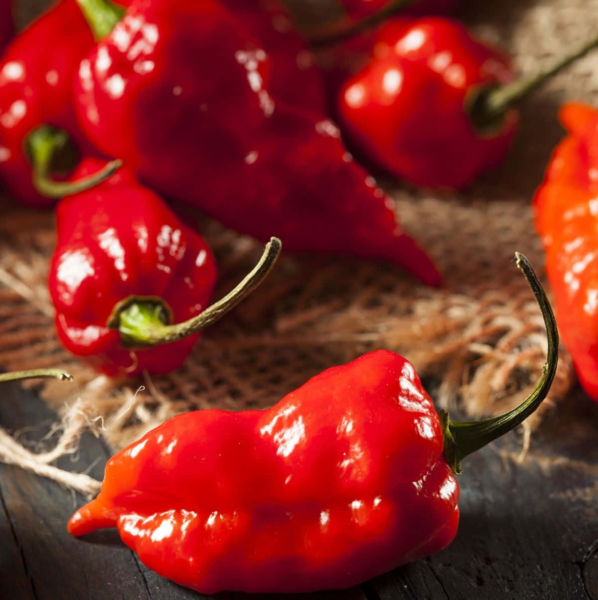Ghost Pepper, glossy red chili peppers, green stems, SD Phone Wallpaper
