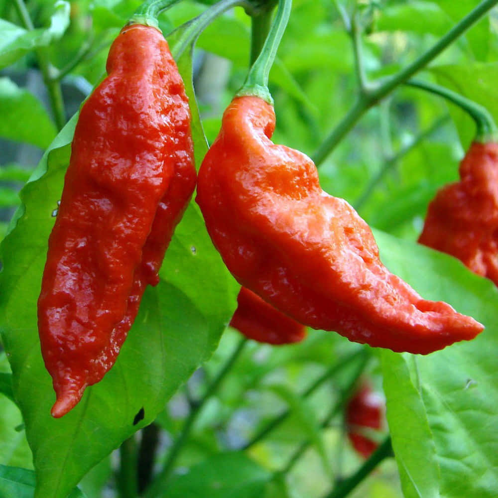 Ghost Pepper, bowl, chili peppers, SD Desktop Wallpaper