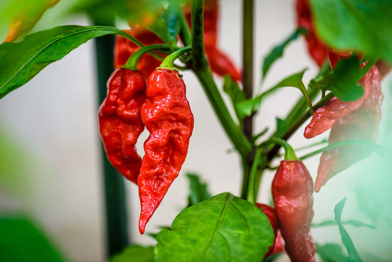 Ghost Pepper, red, wrinkled, HD Desktop Wallpaper