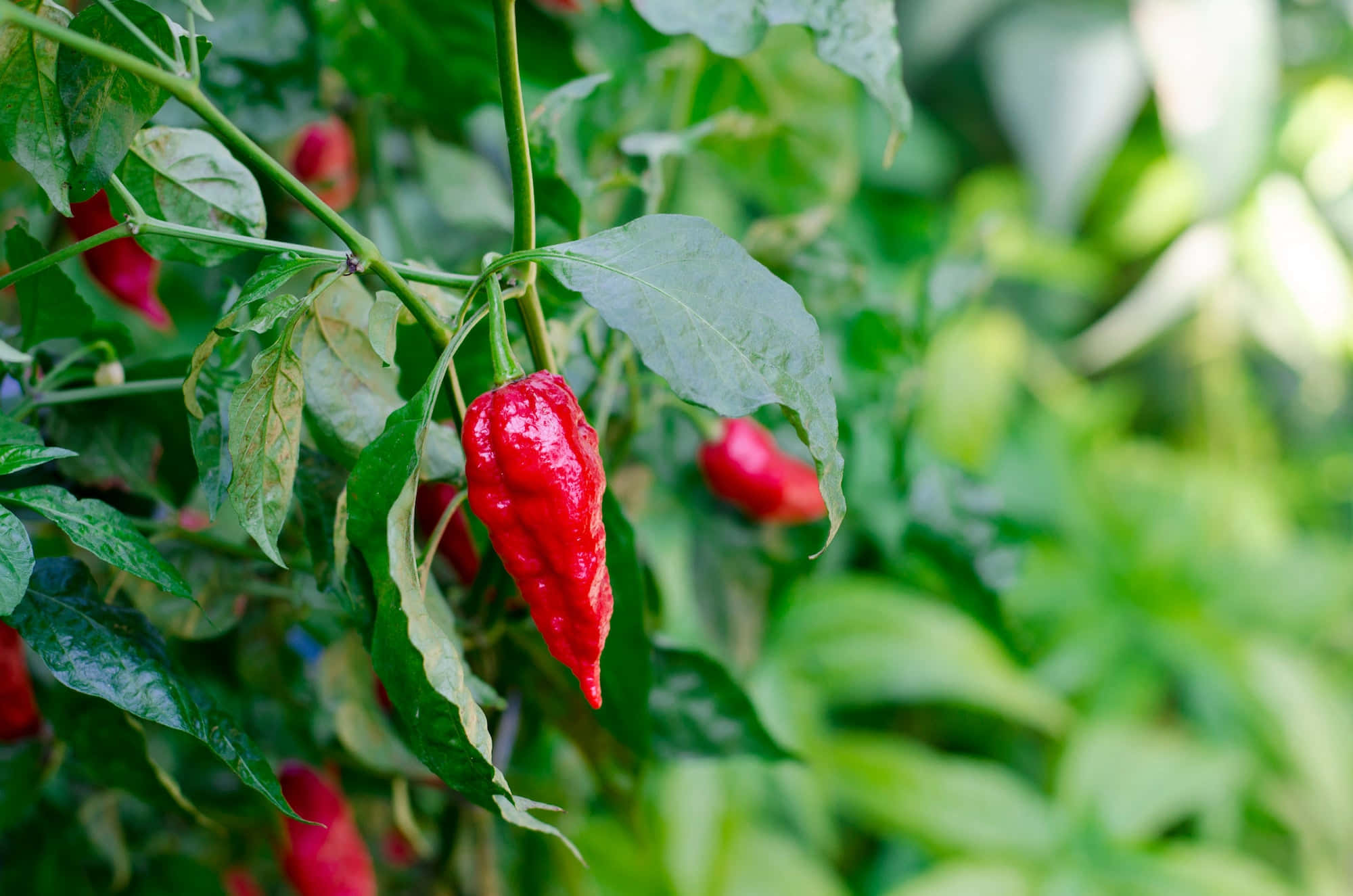 Ghost Pepper 2000, red chili pepper, lush green plant, Full HD Desktop Wallpaper