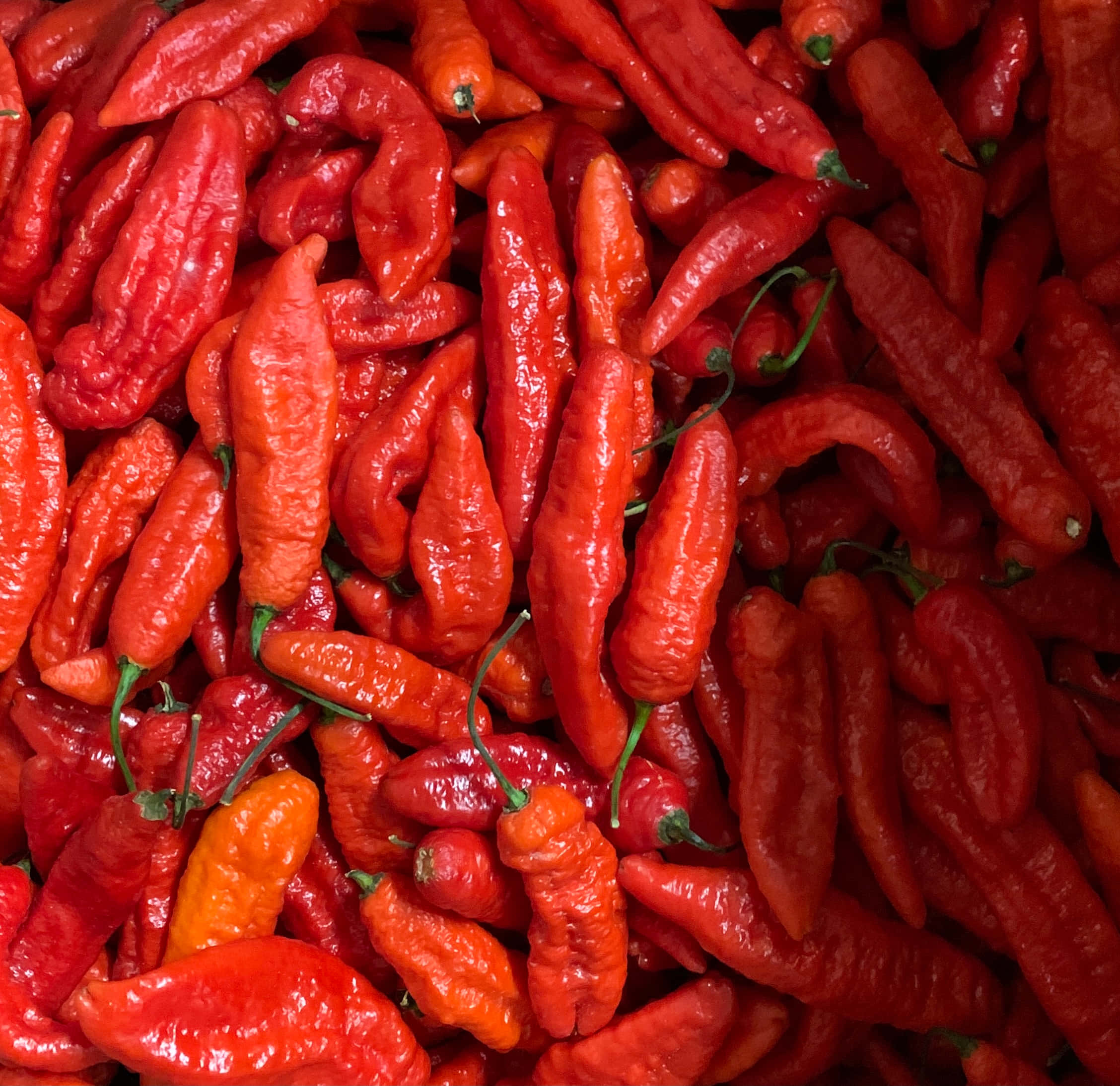 Ghost Pepper, red chili peppers, glossy, Full HD Desktop Wallpaper