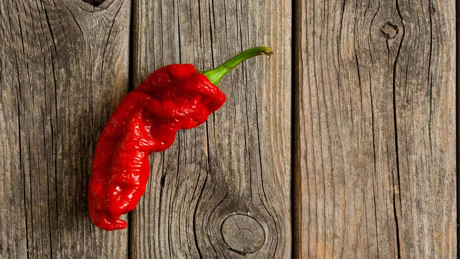 Ghost Pepper, red chili pepper, green stem, HD Desktop Wallpaper