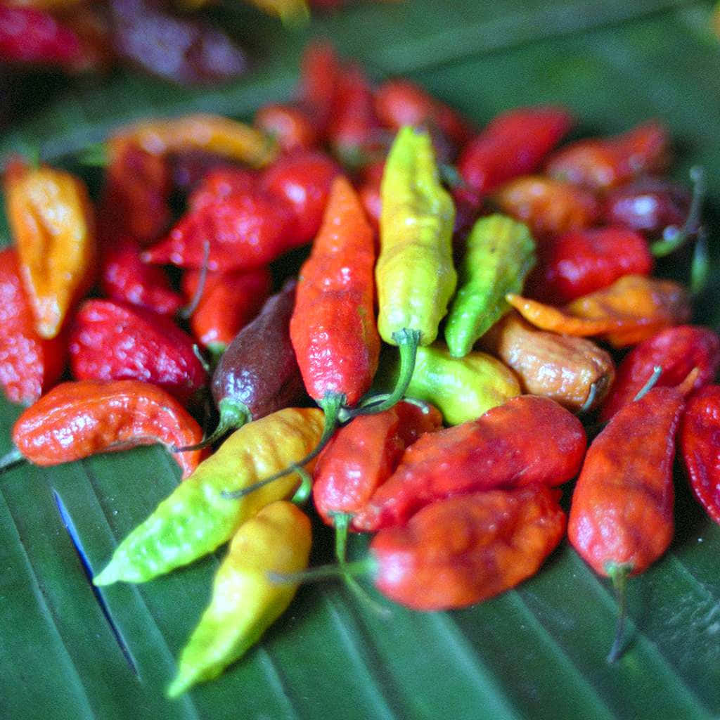 Ghost Pepper, red yellow and green chili peppers, large green banana leaf, SD Desktop Wallpaper