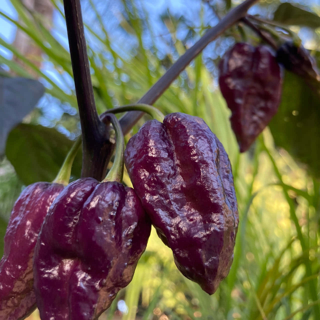 Ghost Pepper, deep purple habanero peppers, vine, HD Desktop Wallpaper