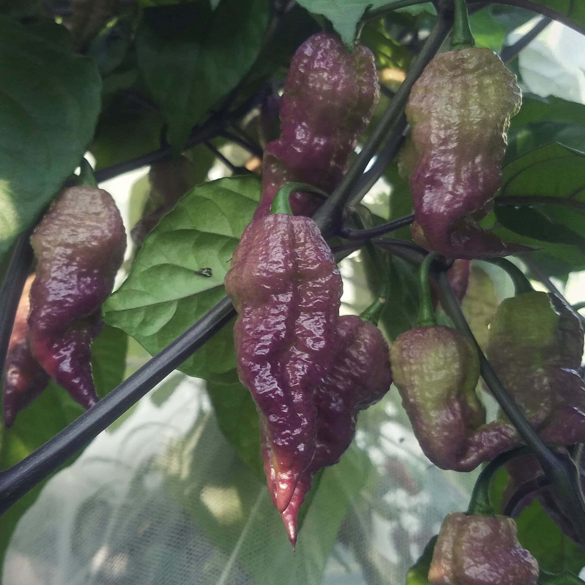 Ghost Pepper, purple, green, Full HD Desktop Wallpaper