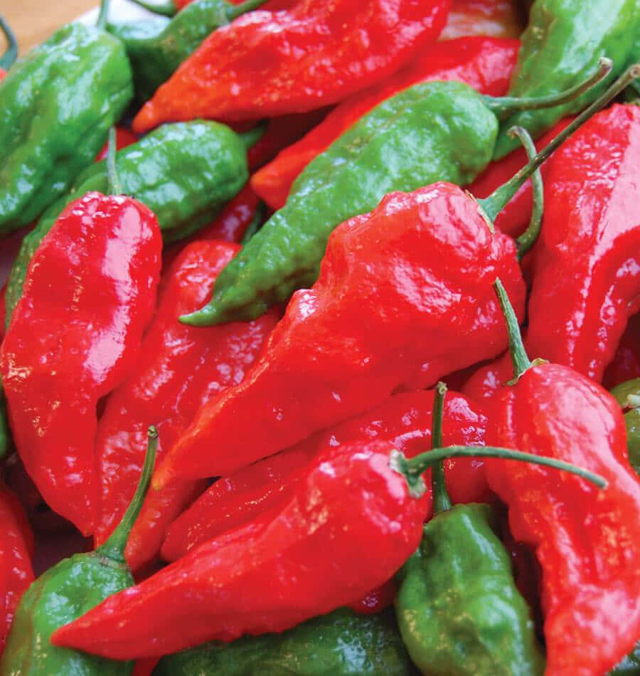Ghost Pepper, 900 x 950, red, SD Phone Wallpaper