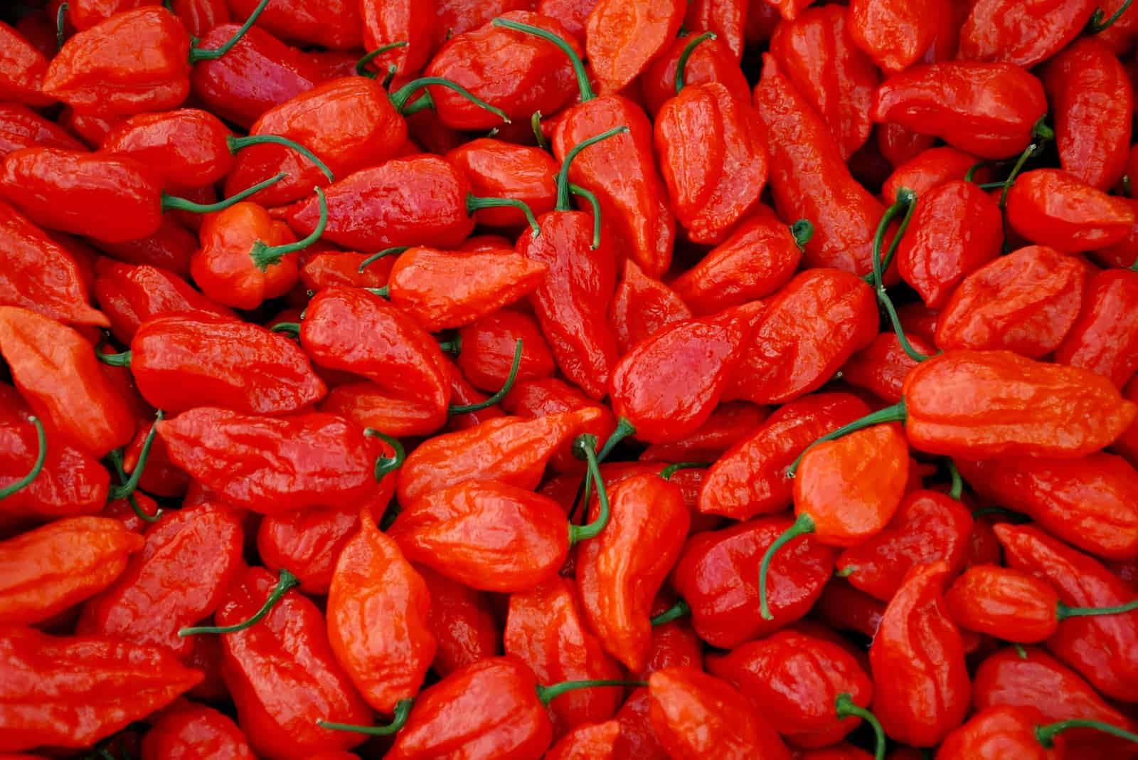 Ghost Pepper, glossy red chili peppers, green stems, HD Desktop Wallpaper
