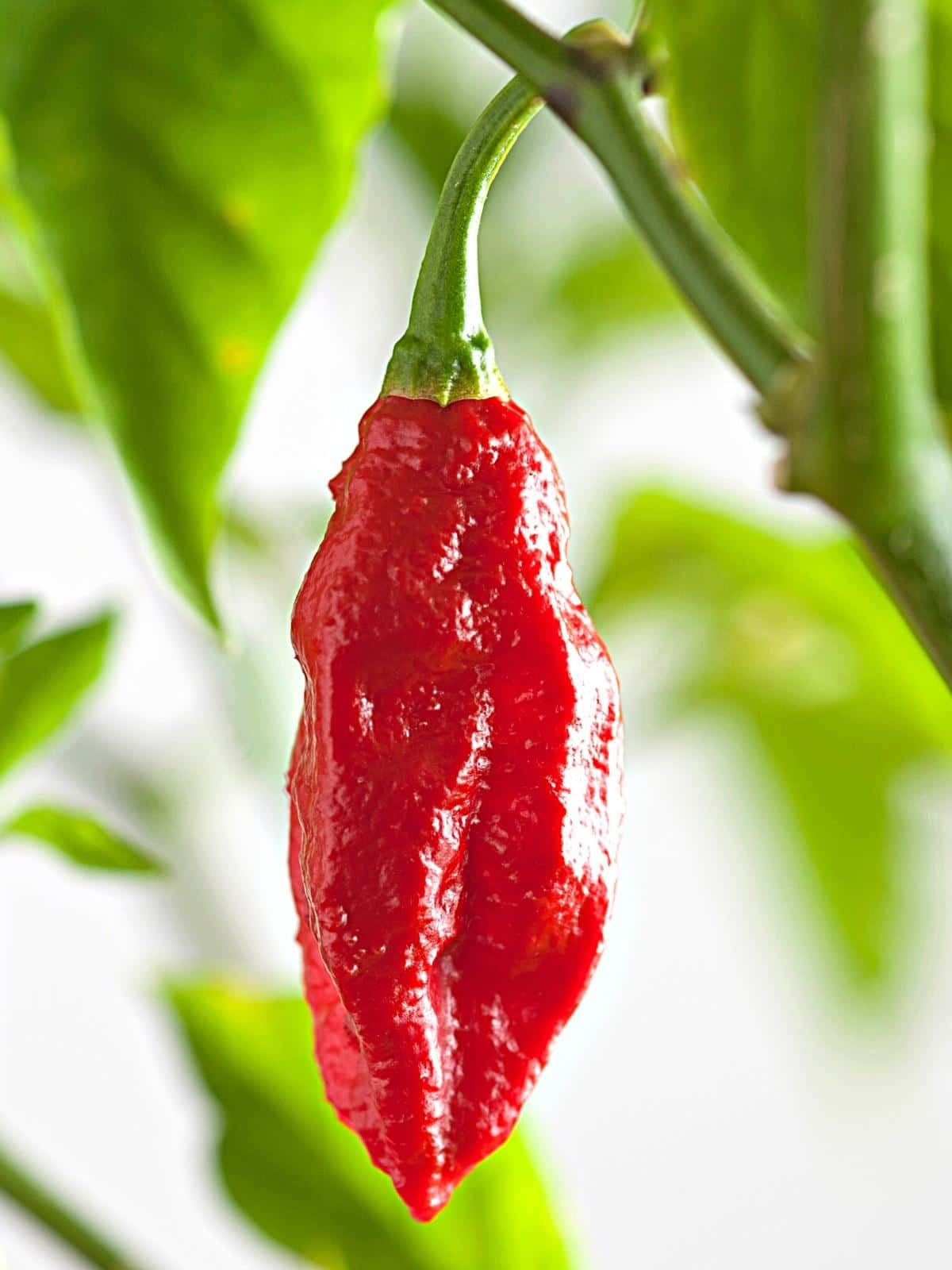 Ghost Pepper, red chili pepper, green stem, HD Phone Wallpaper