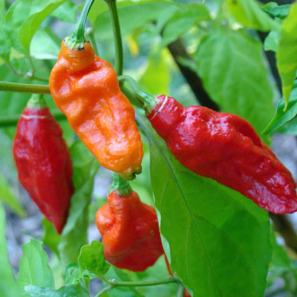 Ghost Pepper, red, orange, SD Desktop Wallpaper