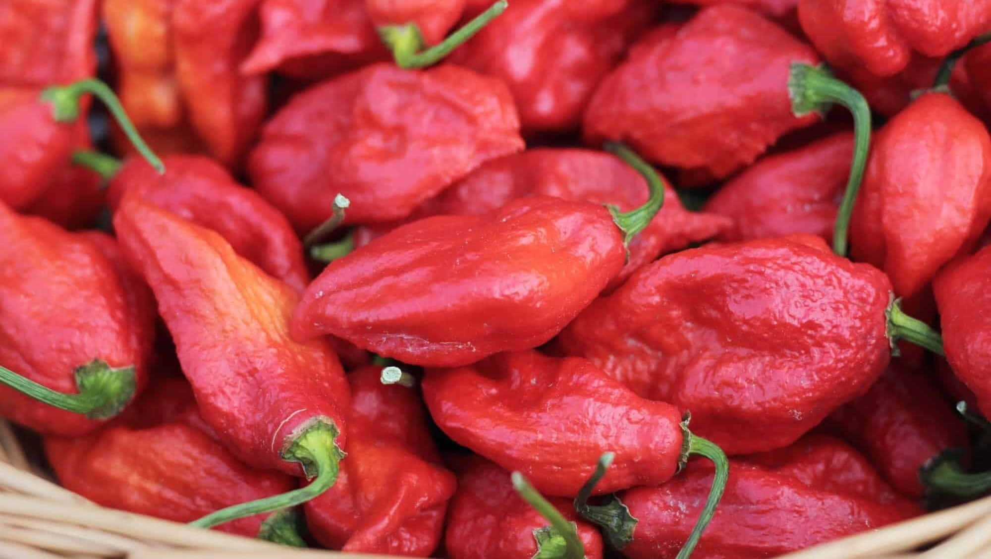 Ghost Pepper 2000, 1128, habanero peppers, Full HD Desktop Wallpaper