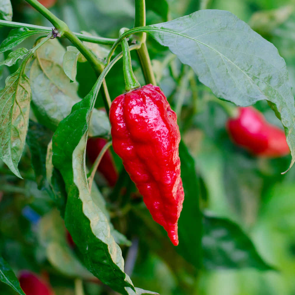 Ghost Pepper, red, wrinkled chili pepper, SD Desktop Wallpaper