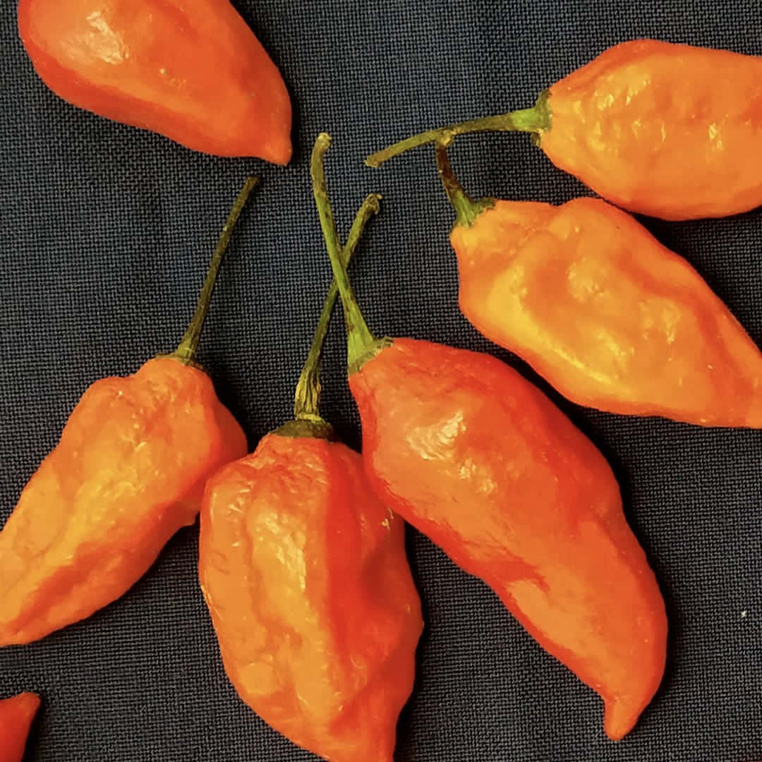 Ghost Pepper, 1080 x 1080, vibrant orange, SD Desktop Wallpaper
