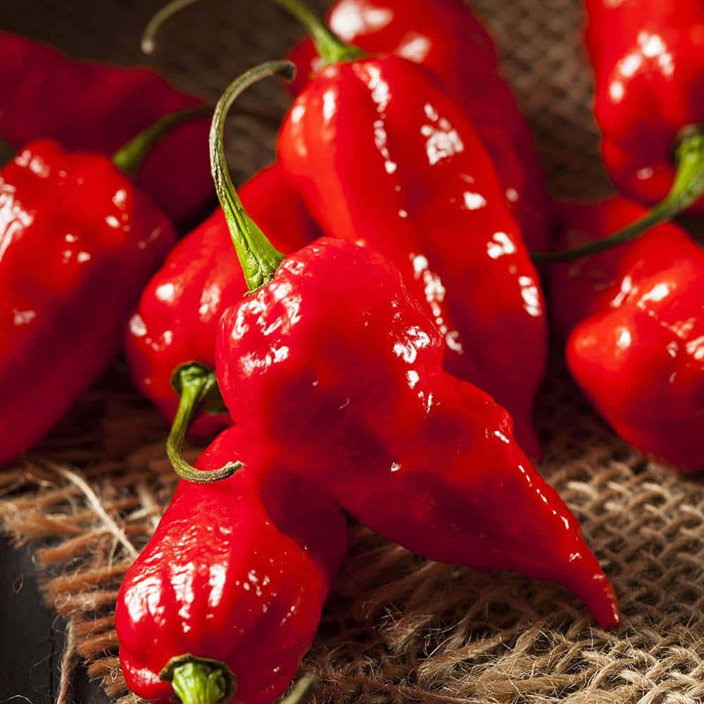 Ghost Pepper, glossy red, green stems, SD Desktop Wallpaper