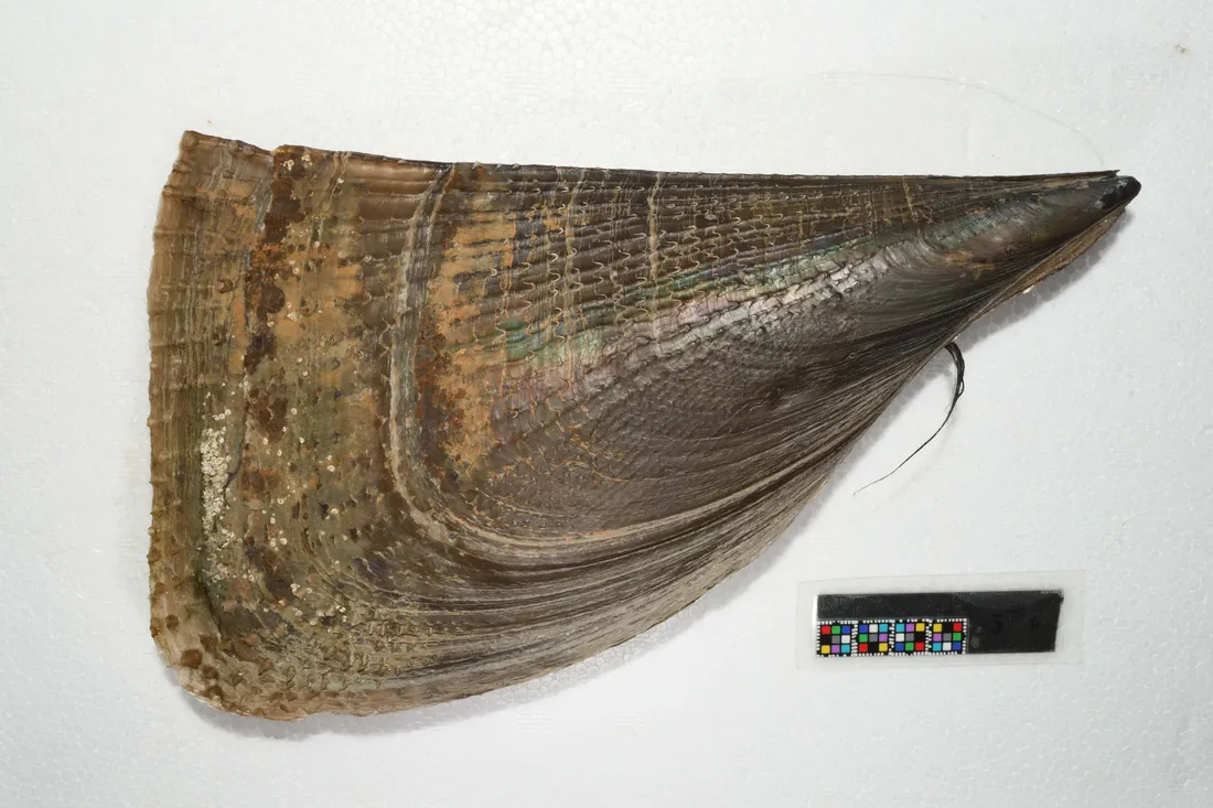 Giant Clam