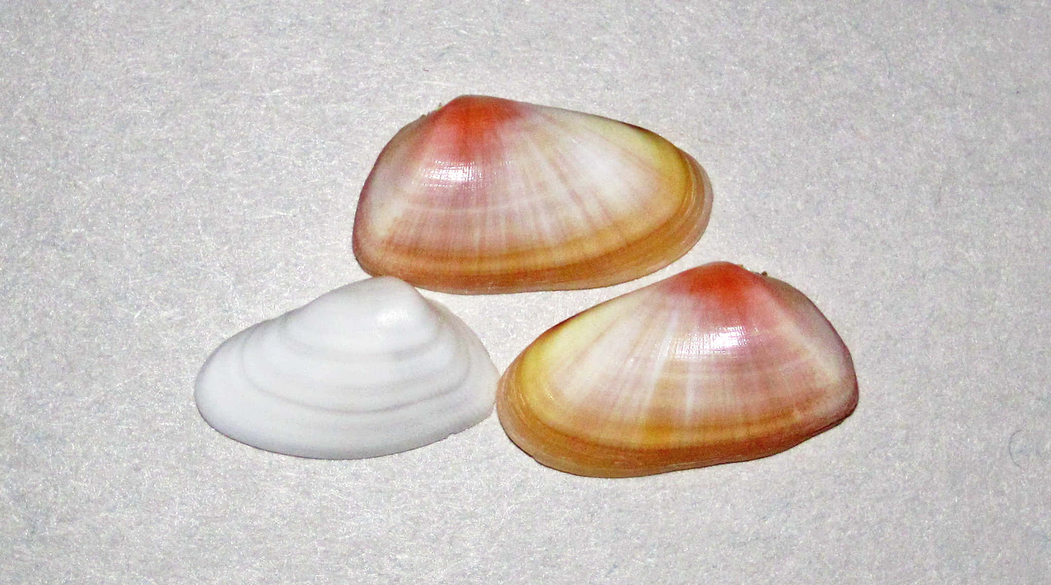 clam shell, pink orange, white, Full HD Desktop Wallpaper