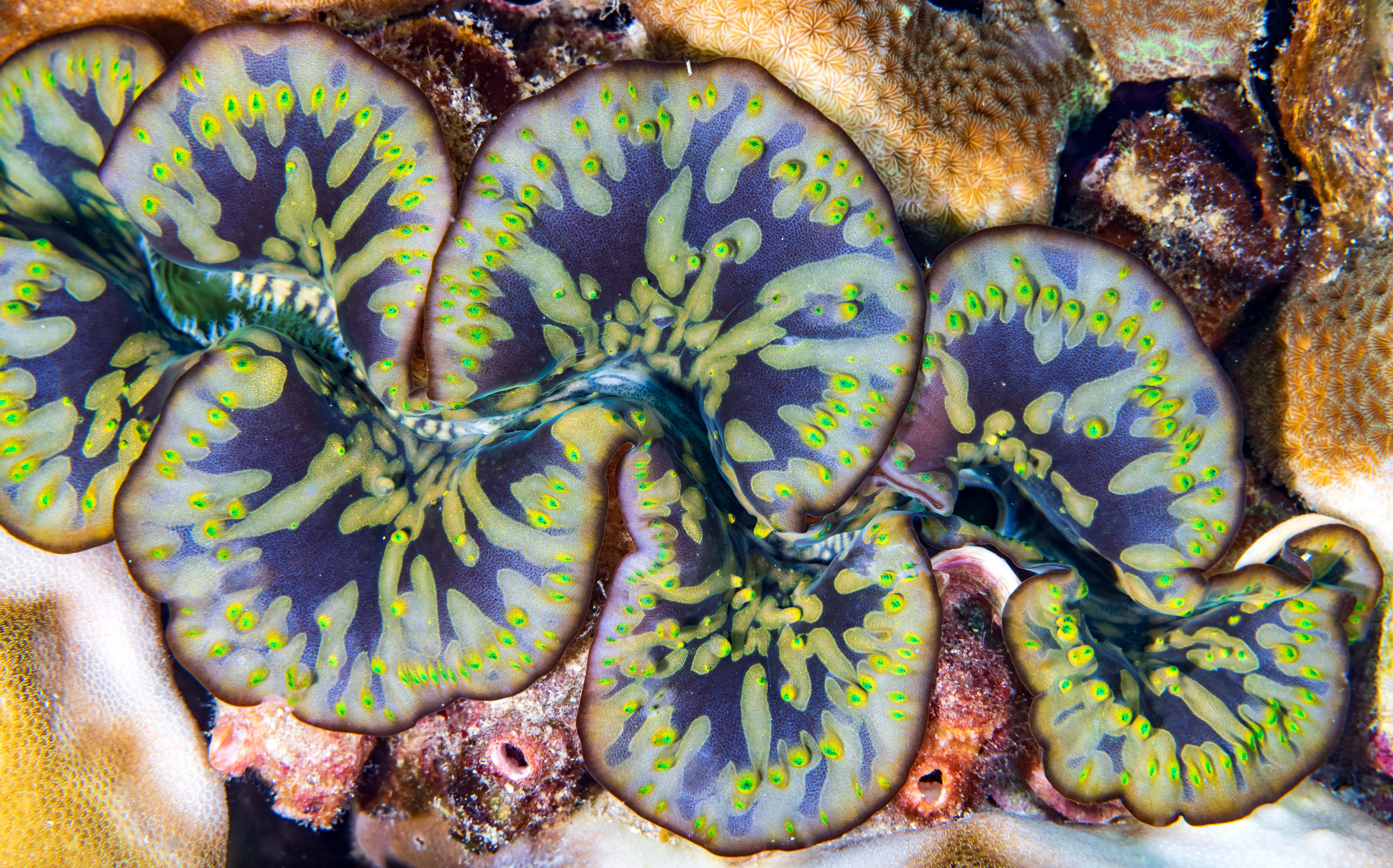 vibrant giant clam, purple and green patterns, colorful coral, 8K Desktop Wallpaper