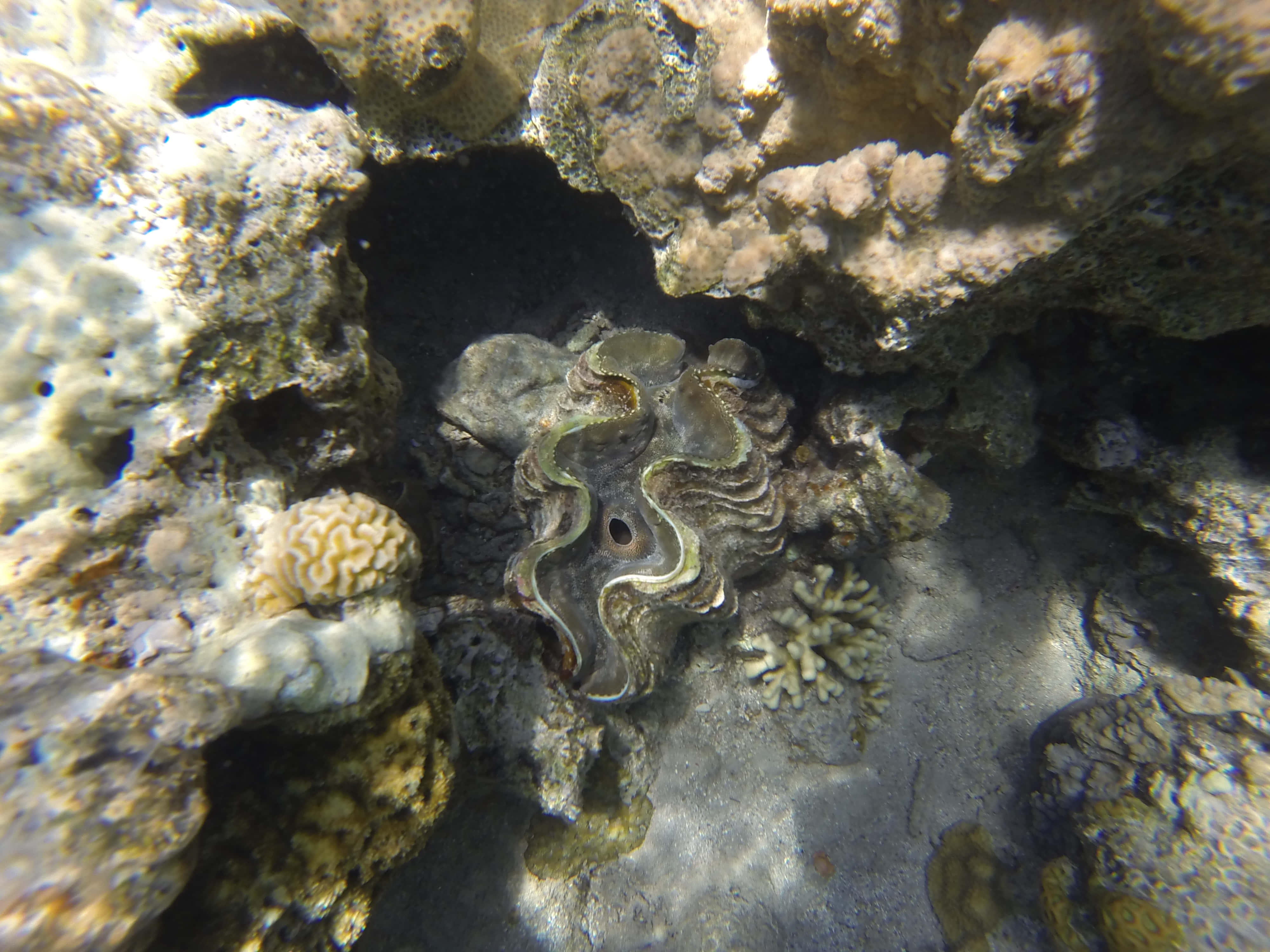 giant clam, textured coral, rocks, 4K Desktop Wallpaper