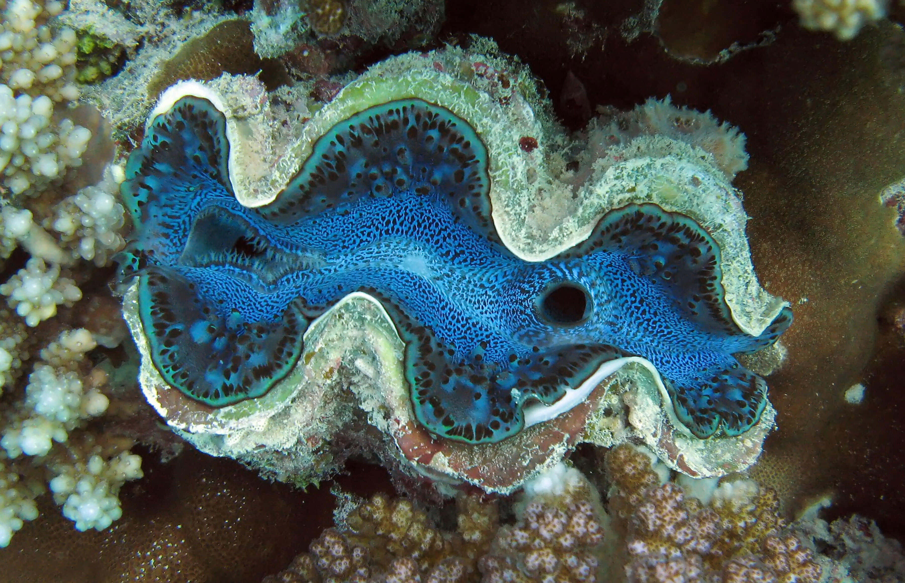 Giant Clam, vibrant blue, intricate spotted patterns, 2K Desktop Wallpaper