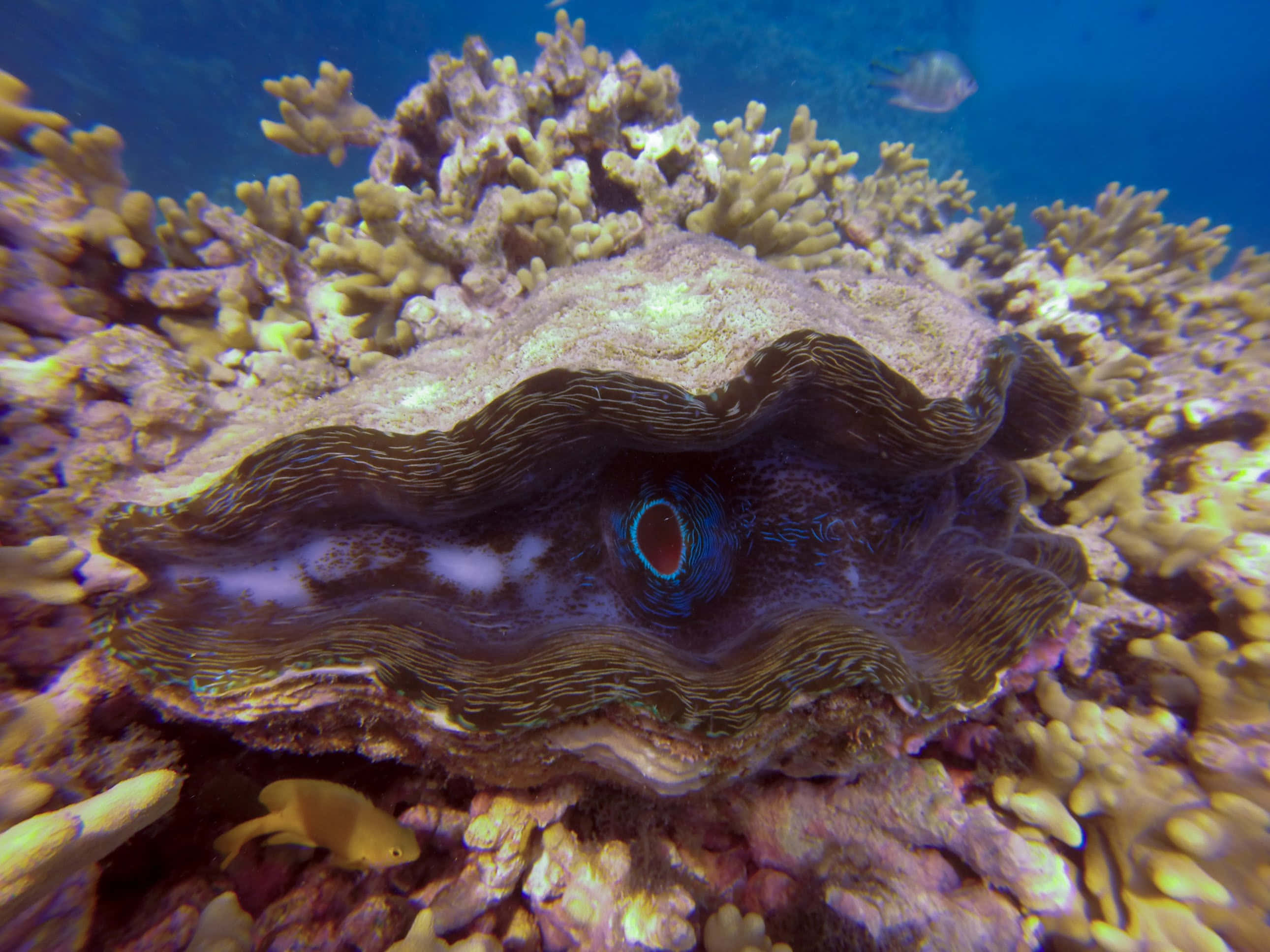 Giant Clam, vibrant blue eye spot, colorful coral reefs, 2K Desktop Wallpaper