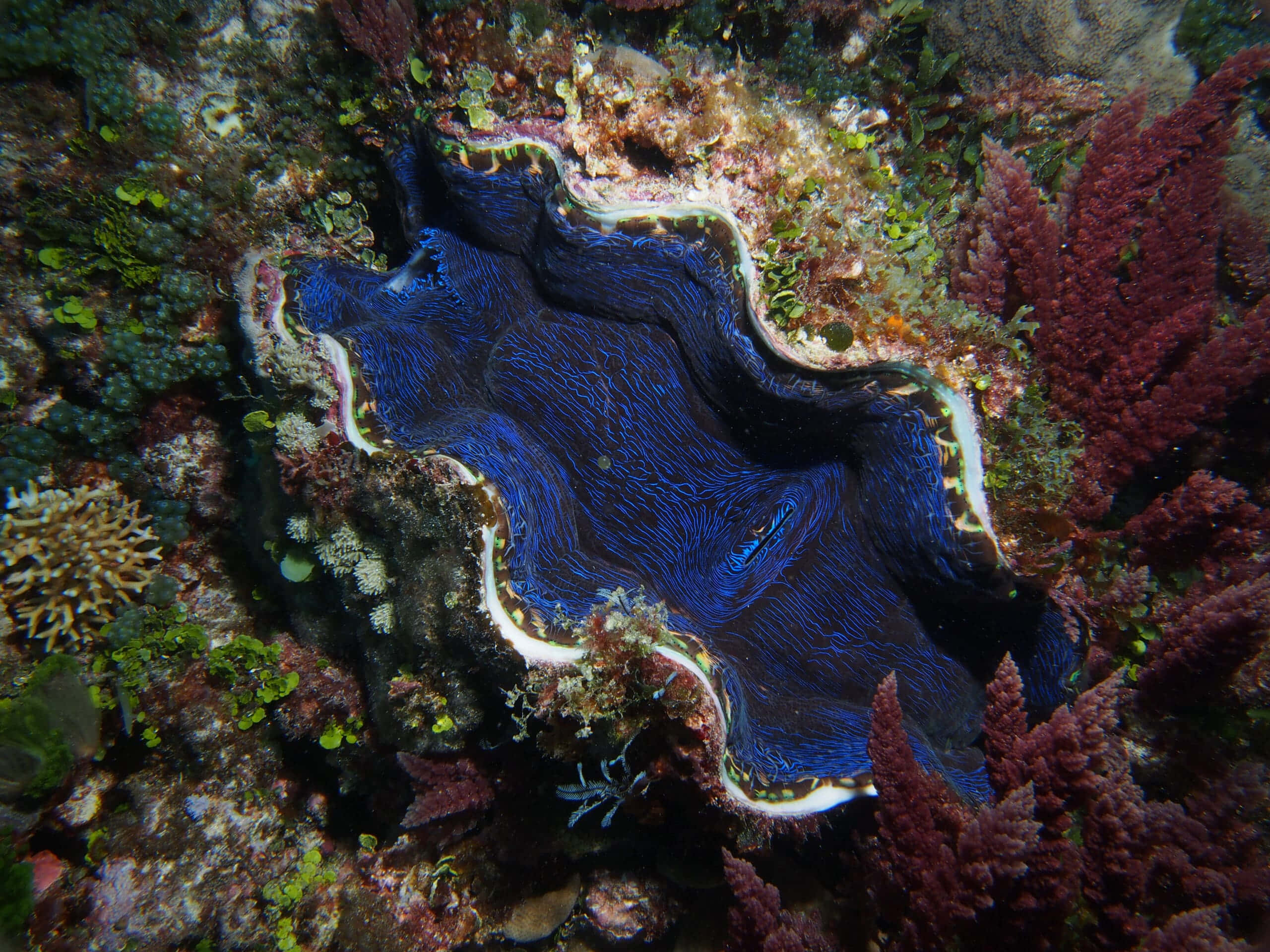 Giant Clam, vibrant blue ridges, white edges, 2K Desktop Wallpaper