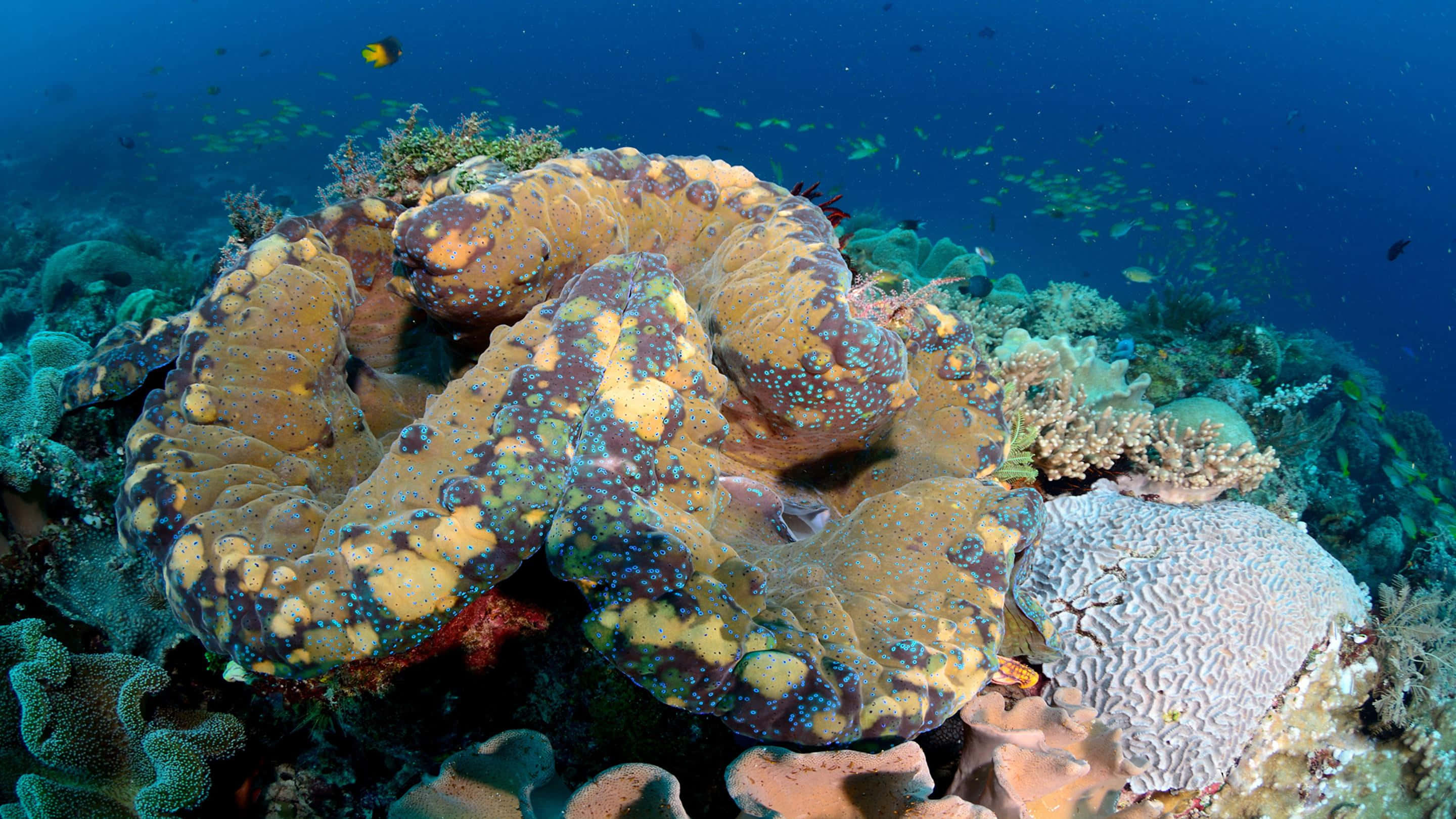 Giant Clam, coral reef, brain coral, 2K Desktop Wallpaper