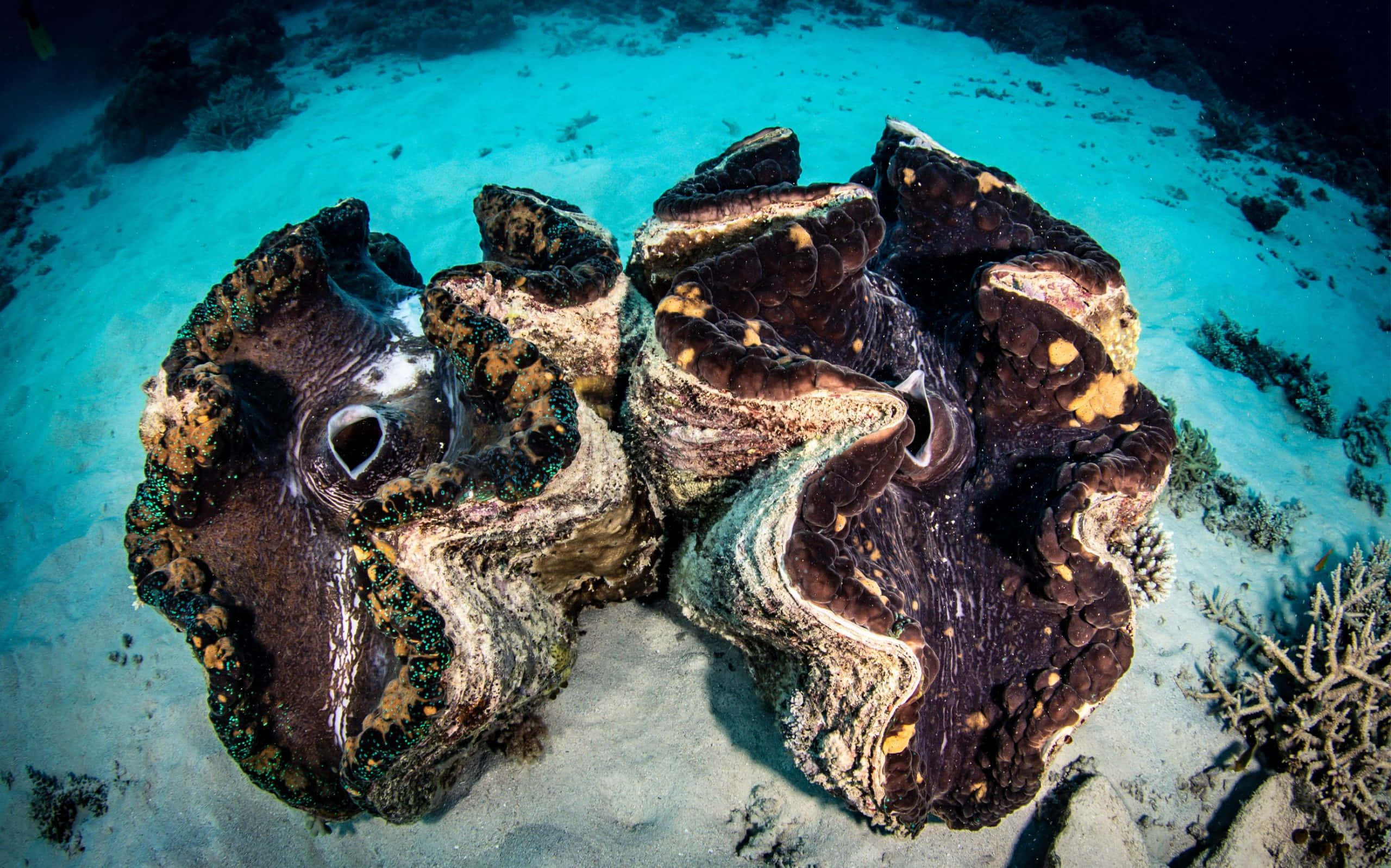 giant clam, textured brown shells, sandy ocean floor, 2K Desktop Wallpaper