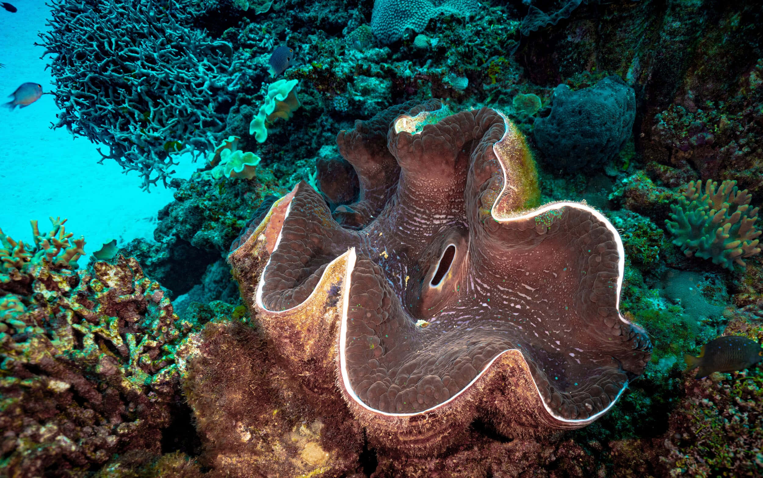 Giant Clam, white-edged mantle, coral reef, Full HD Desktop Wallpaper