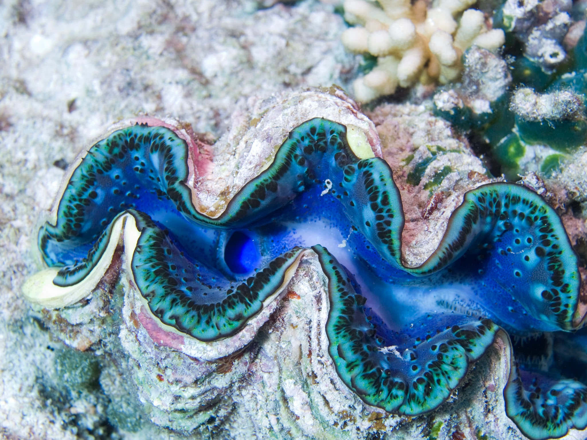giant clam, underwater habitat, blue and green shell, Full HD Desktop Wallpaper