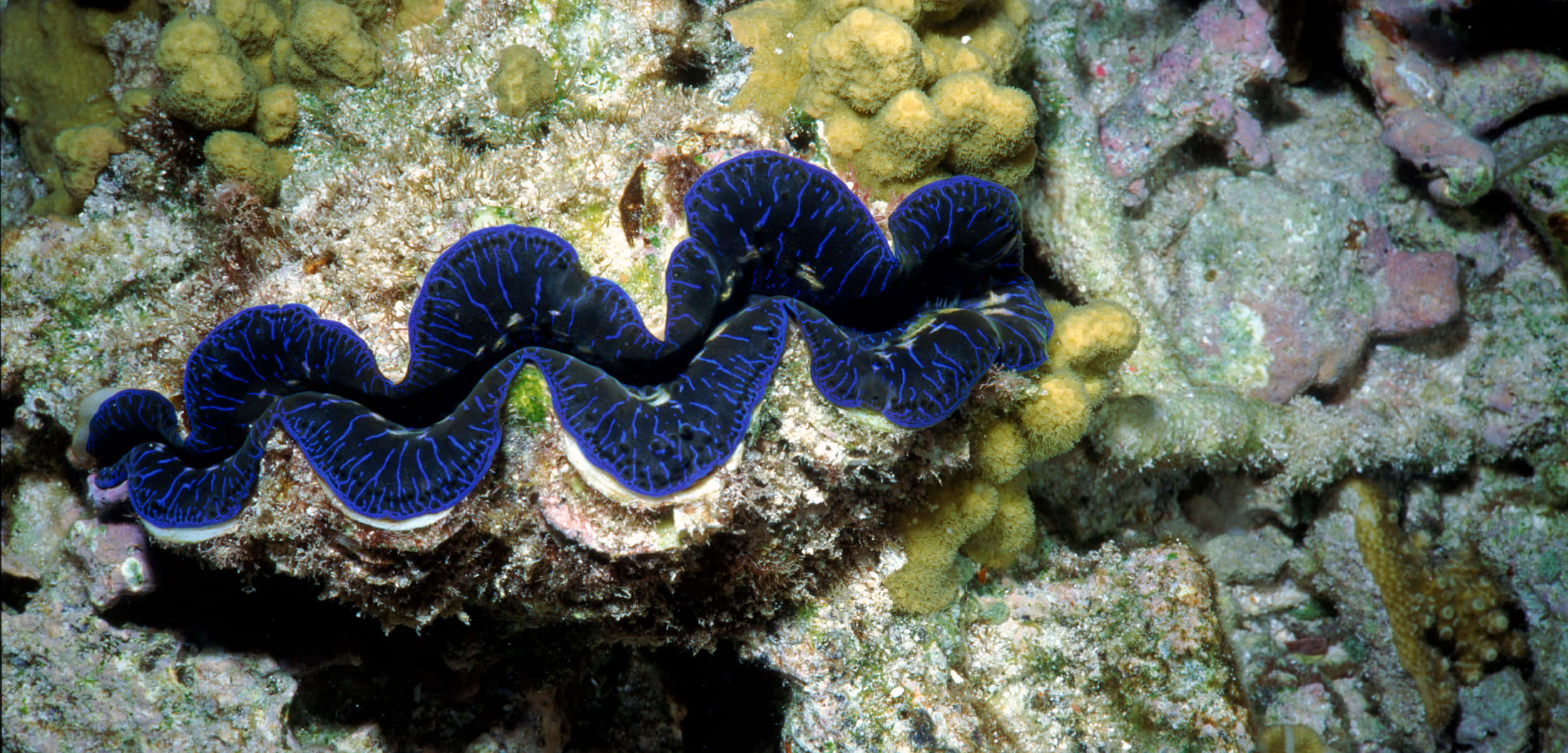 Giant Clam, vibrant blue, intricate patterns, Full HD Desktop Wallpaper