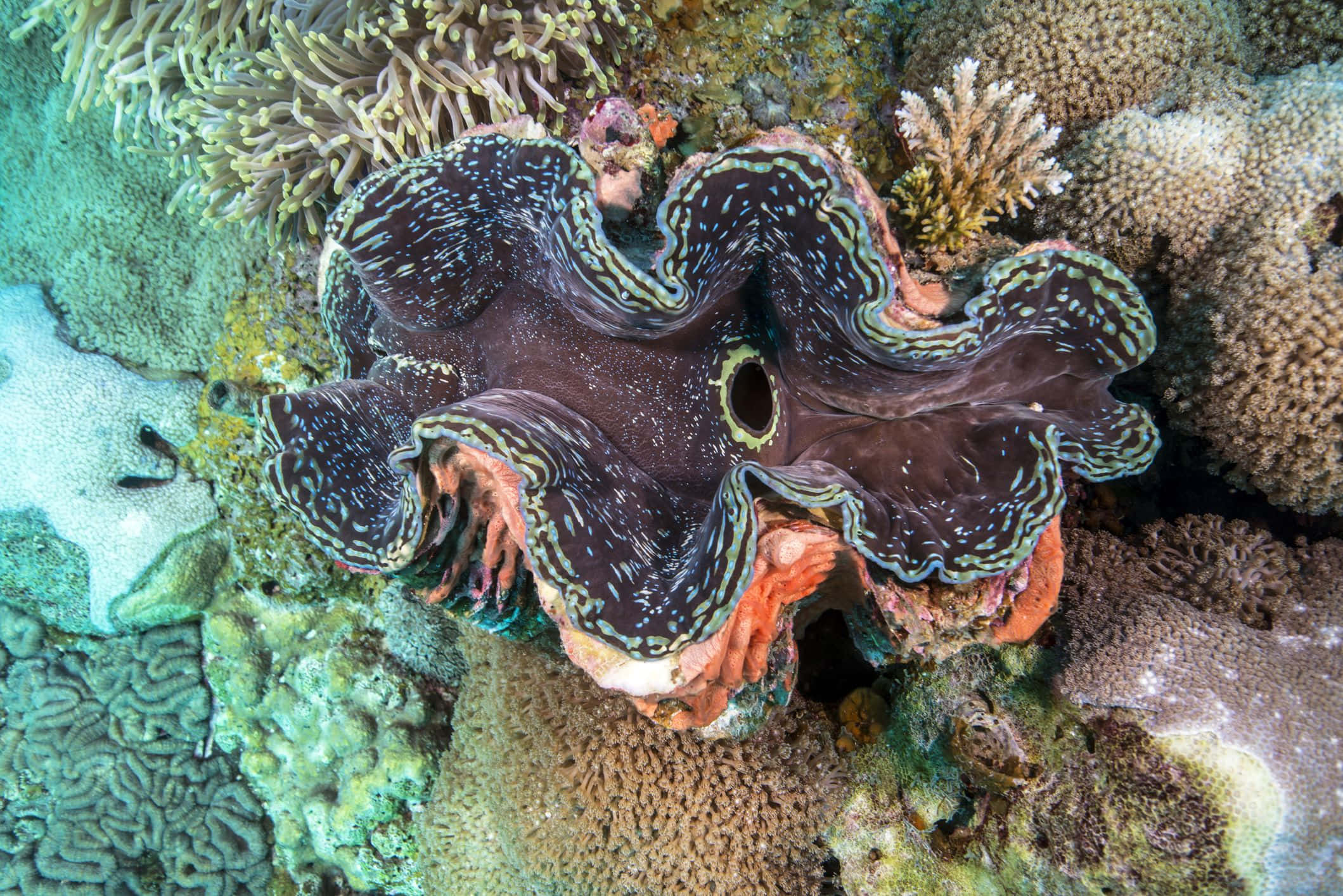 Giant Clam, spotted mantle, orange interior, Full HD Desktop Wallpaper