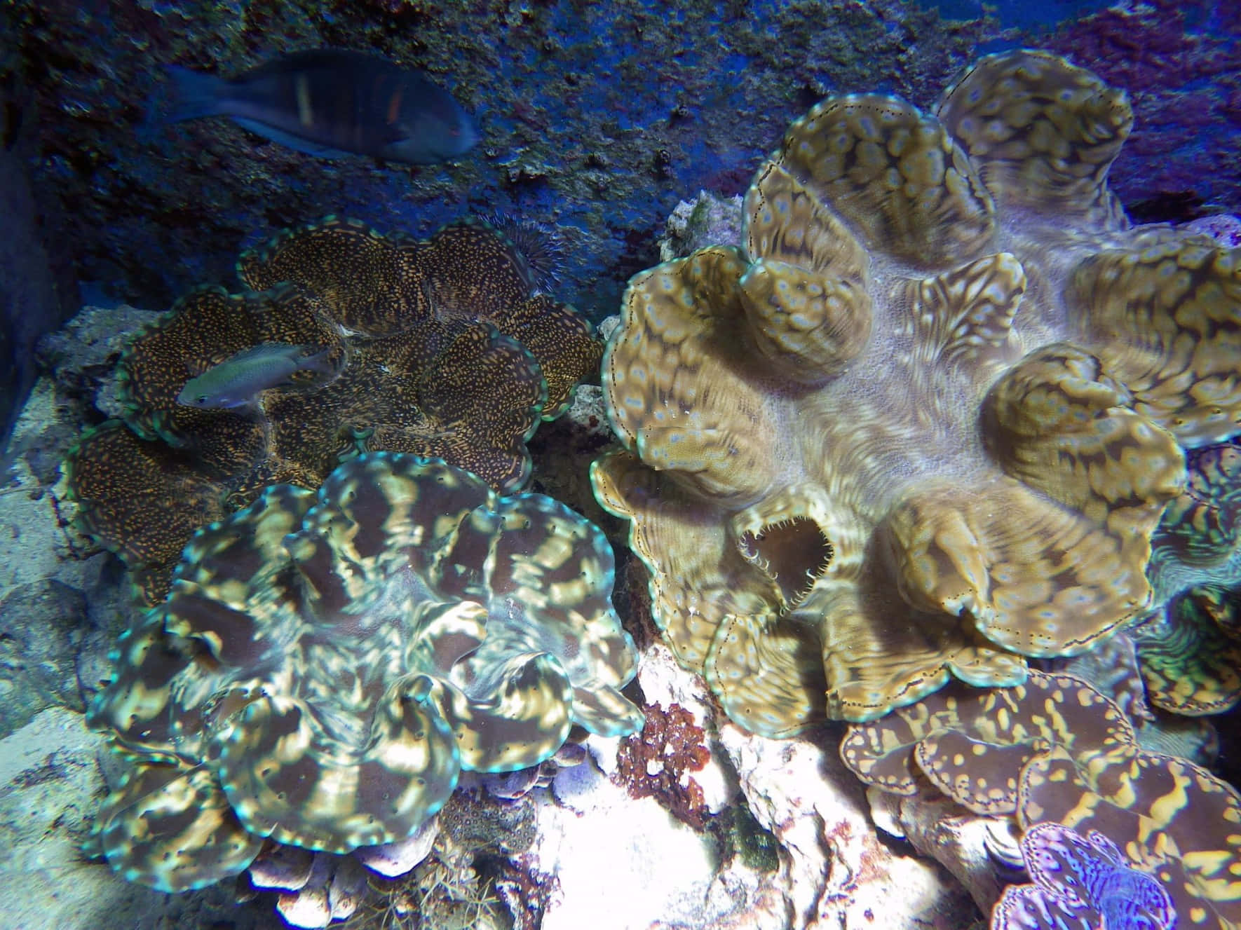 Giant Clam, coral reef, vibrant underwater scene, HD Desktop Wallpaper