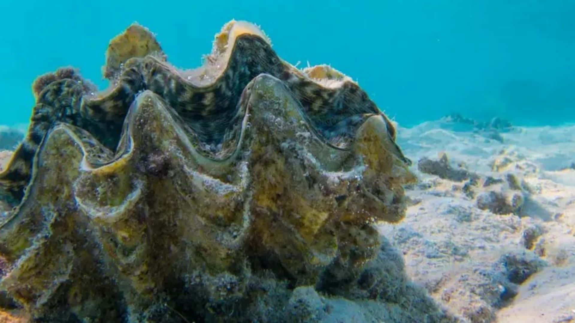 Giant Clam, textured ridges, sandy ocean floor, Full HD Desktop Wallpaper