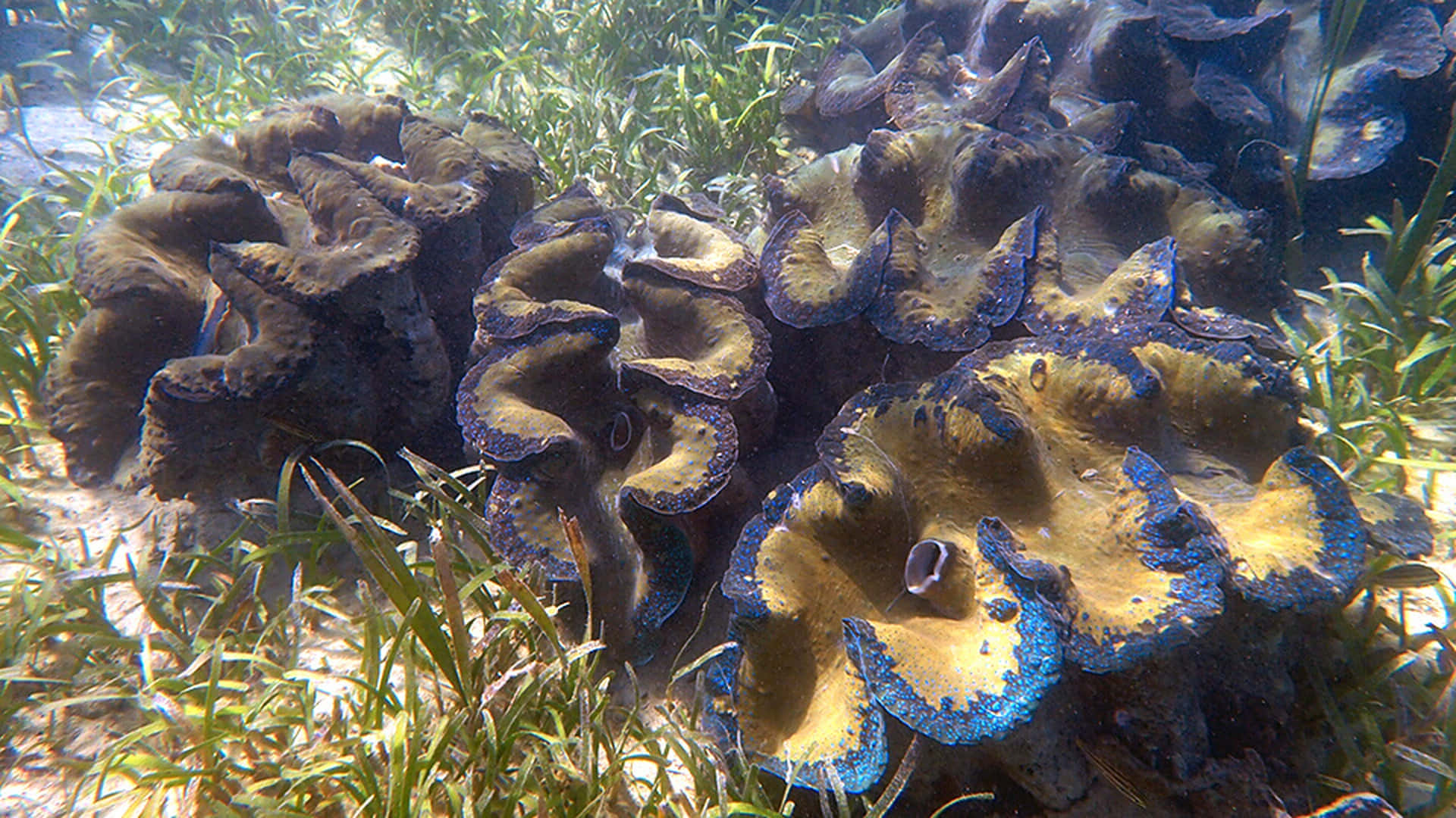 Giant Clam, blue-rimmed shells, green seagrass, Full HD Desktop Wallpaper