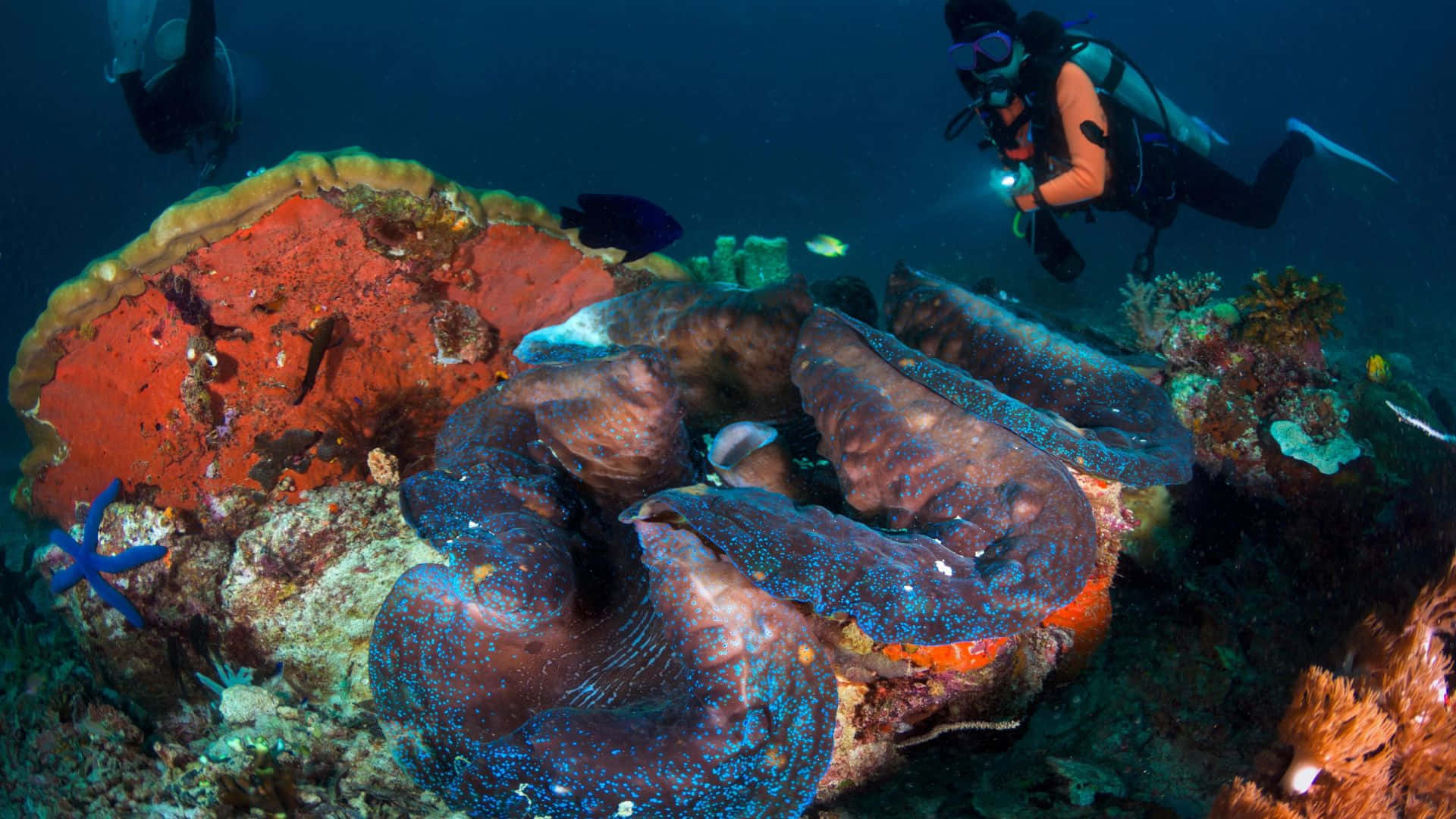 giant clam, blue-spotted, coral reef, Full HD Desktop Wallpaper