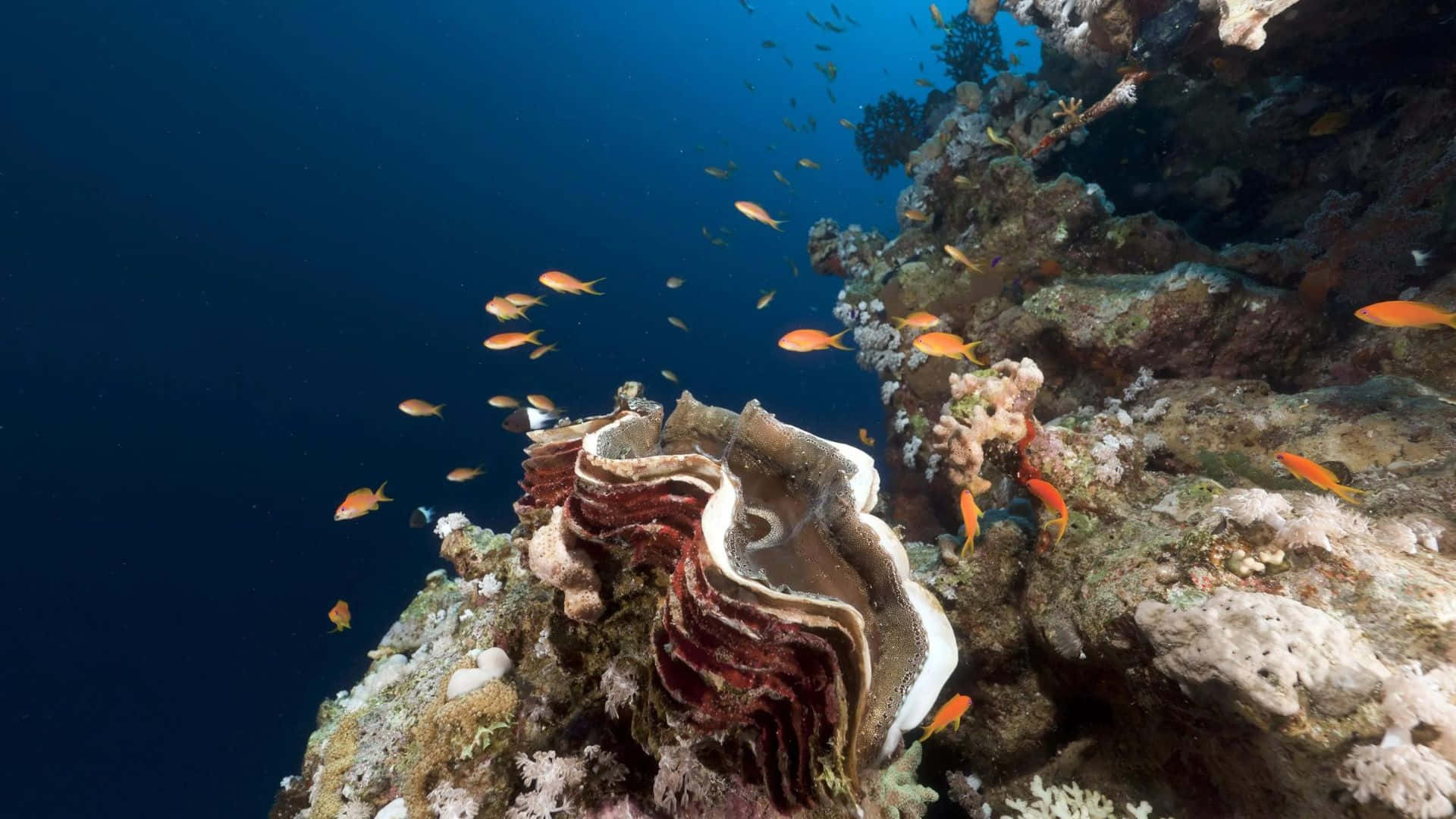 Giant Clam, red and white mantle, vibrant coral reef, Full HD Desktop Wallpaper