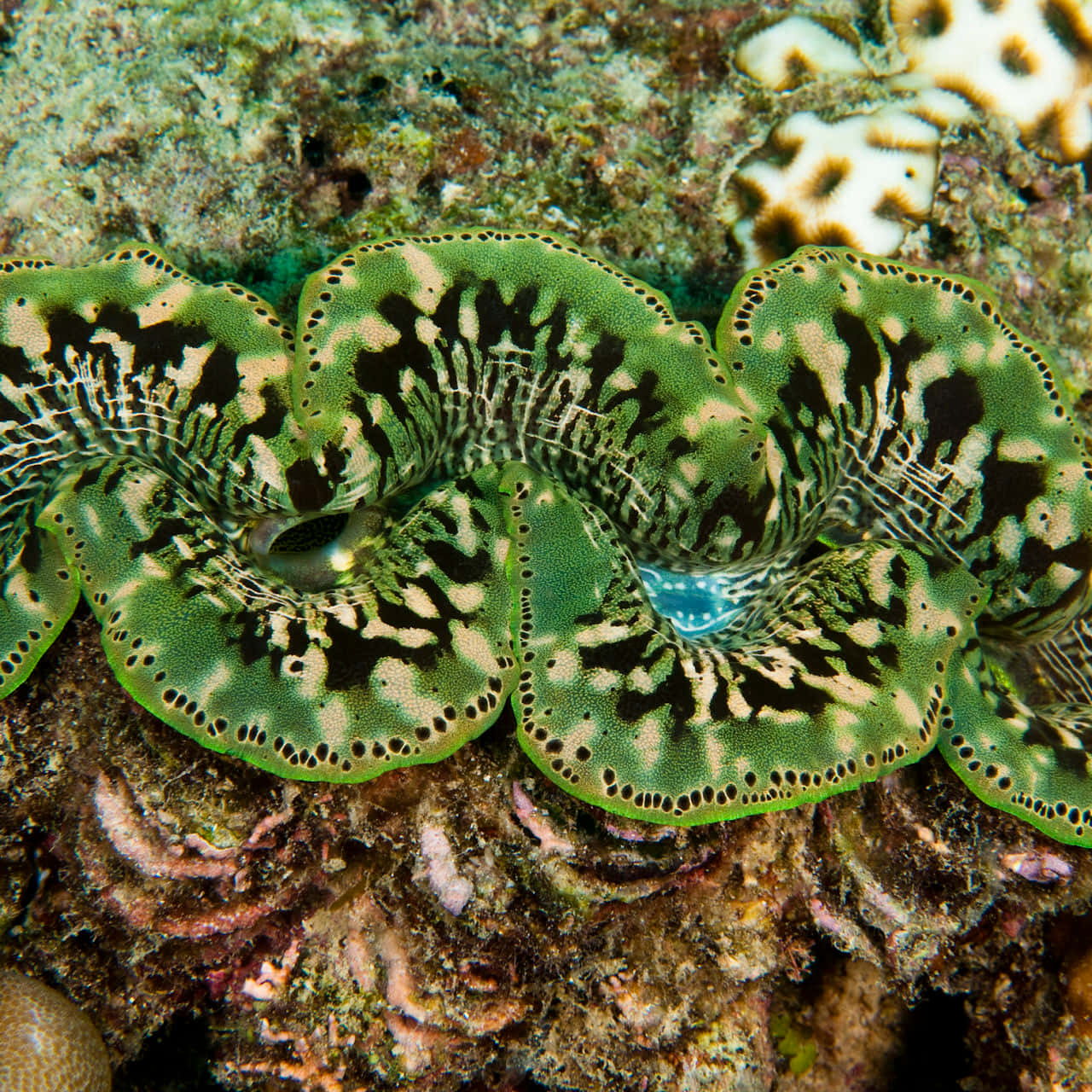 Giant Clam, tropical ocean, colorful coral reef, HD Desktop Wallpaper