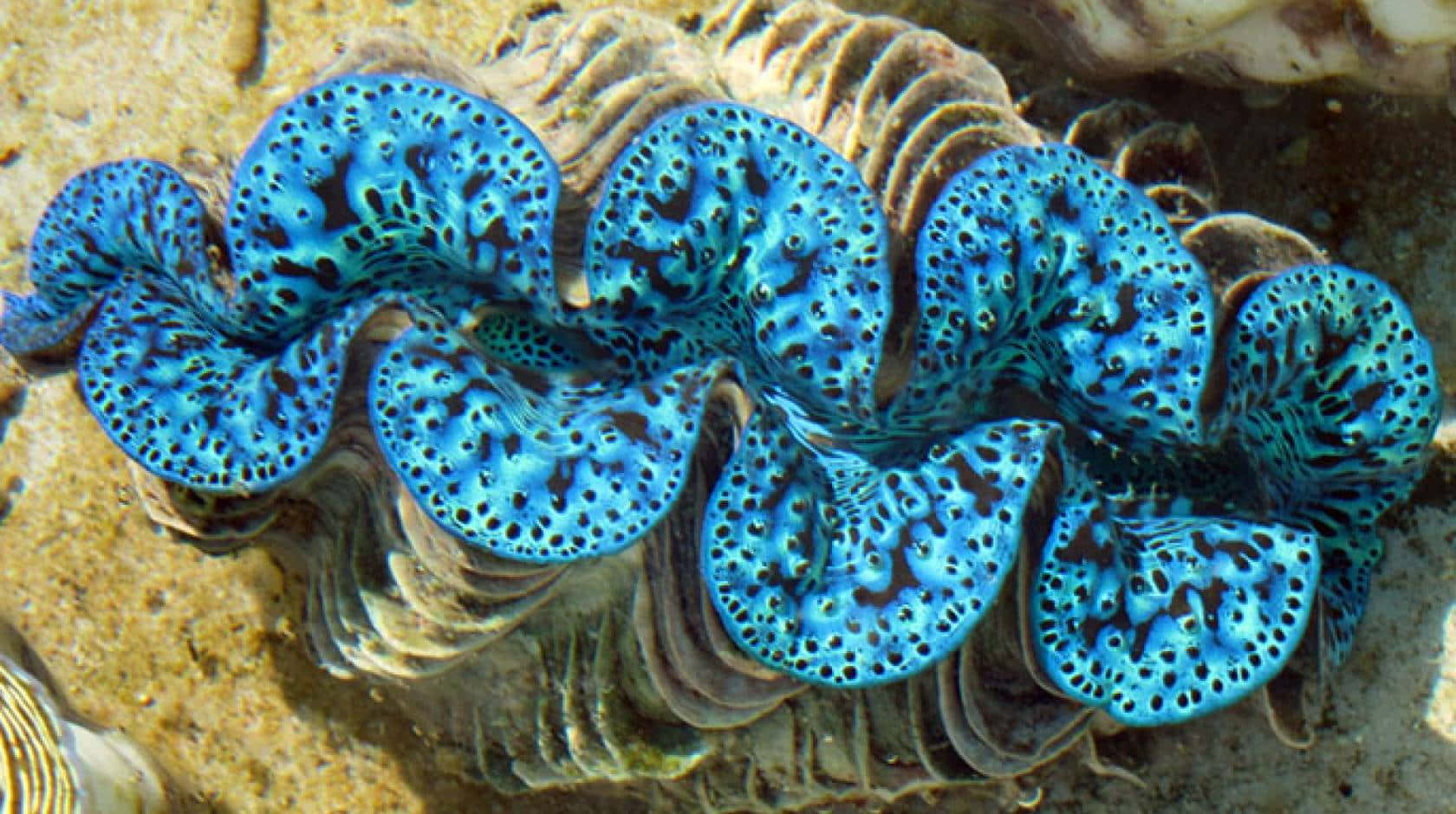 vibrant blue giant clam, spotted mantle, sandy ocean floor, HD Desktop Wallpaper
