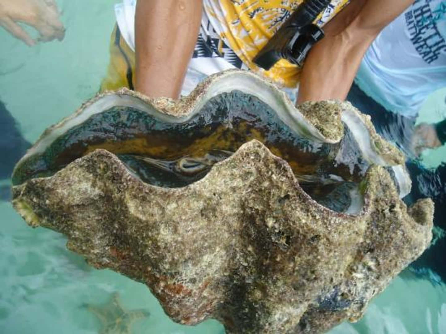 Giant Clam, turquoise water, iridescent inner shell, HD Desktop Wallpaper