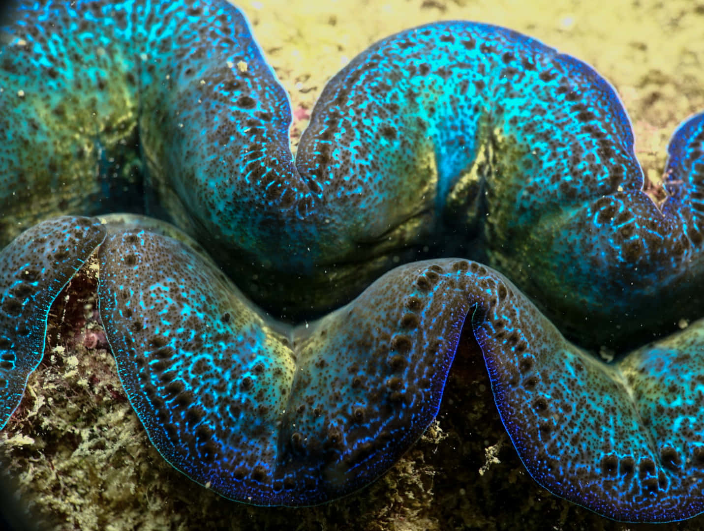 vibrant blue, vibrant green, mantle, HD Desktop Wallpaper