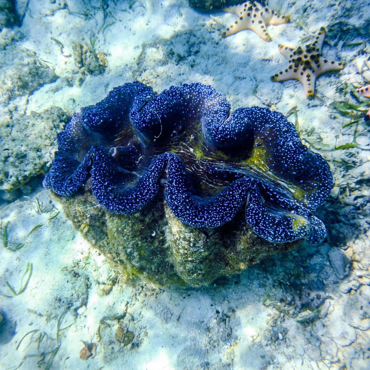 giant clam, blue clam, spotted mantle, SD Desktop Wallpaper