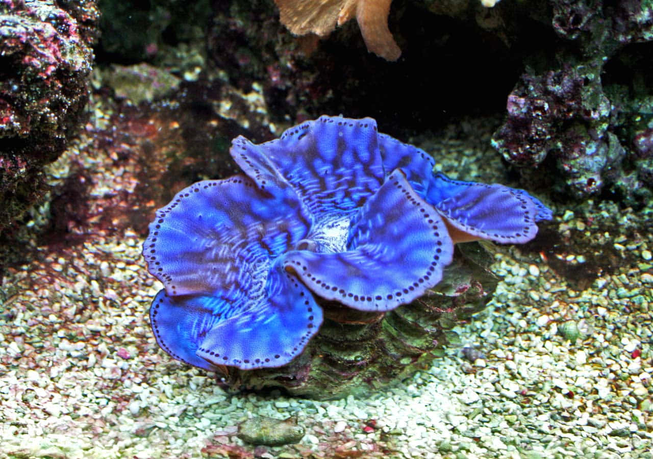 vibrant blue giant clam, intricate ridges, dotted edges, HD Desktop Wallpaper