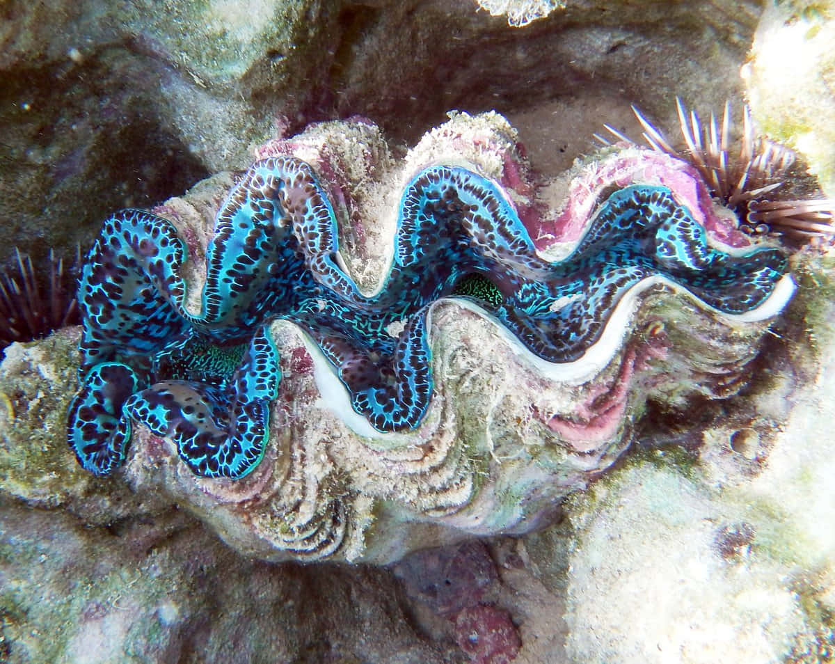 giant clam, deep blue sea, coral, SD Desktop Wallpaper